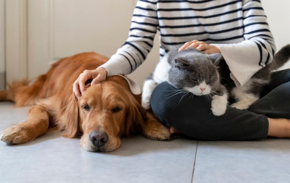 Owner petting dog and cat