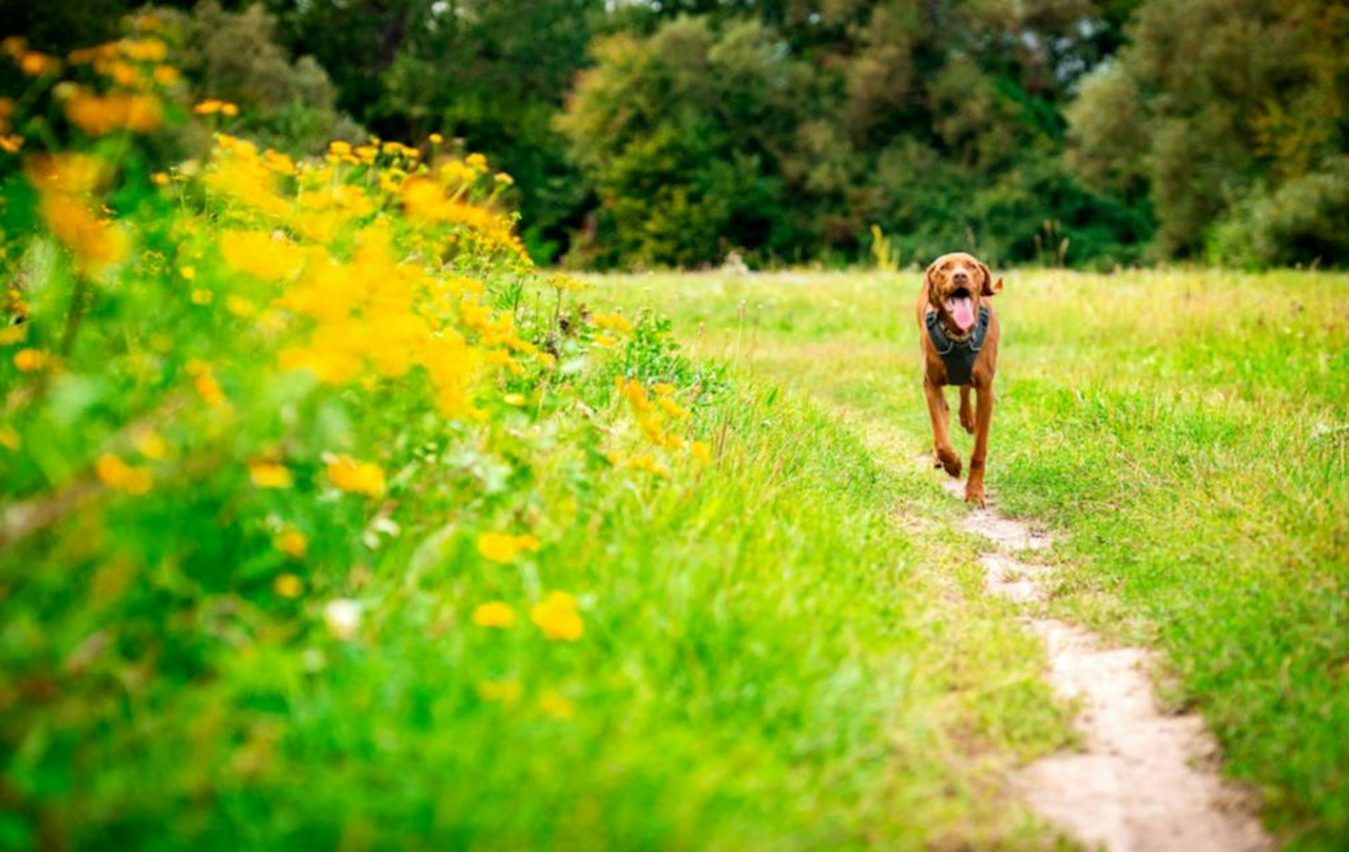 Dog running through field