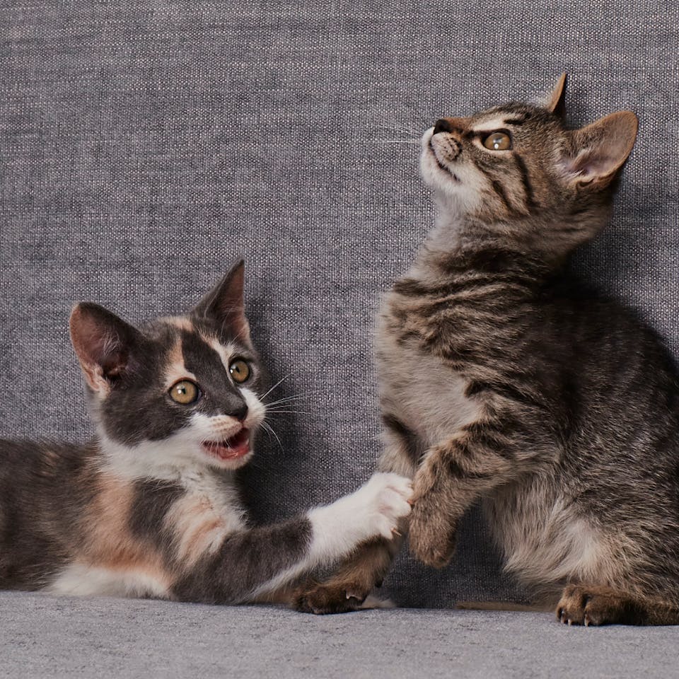 Two Kittens Staring Up