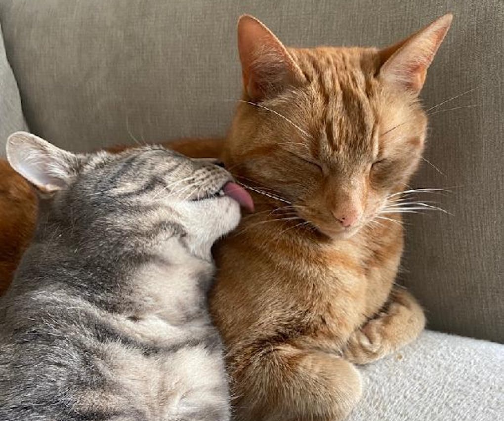 One cat licking another cat