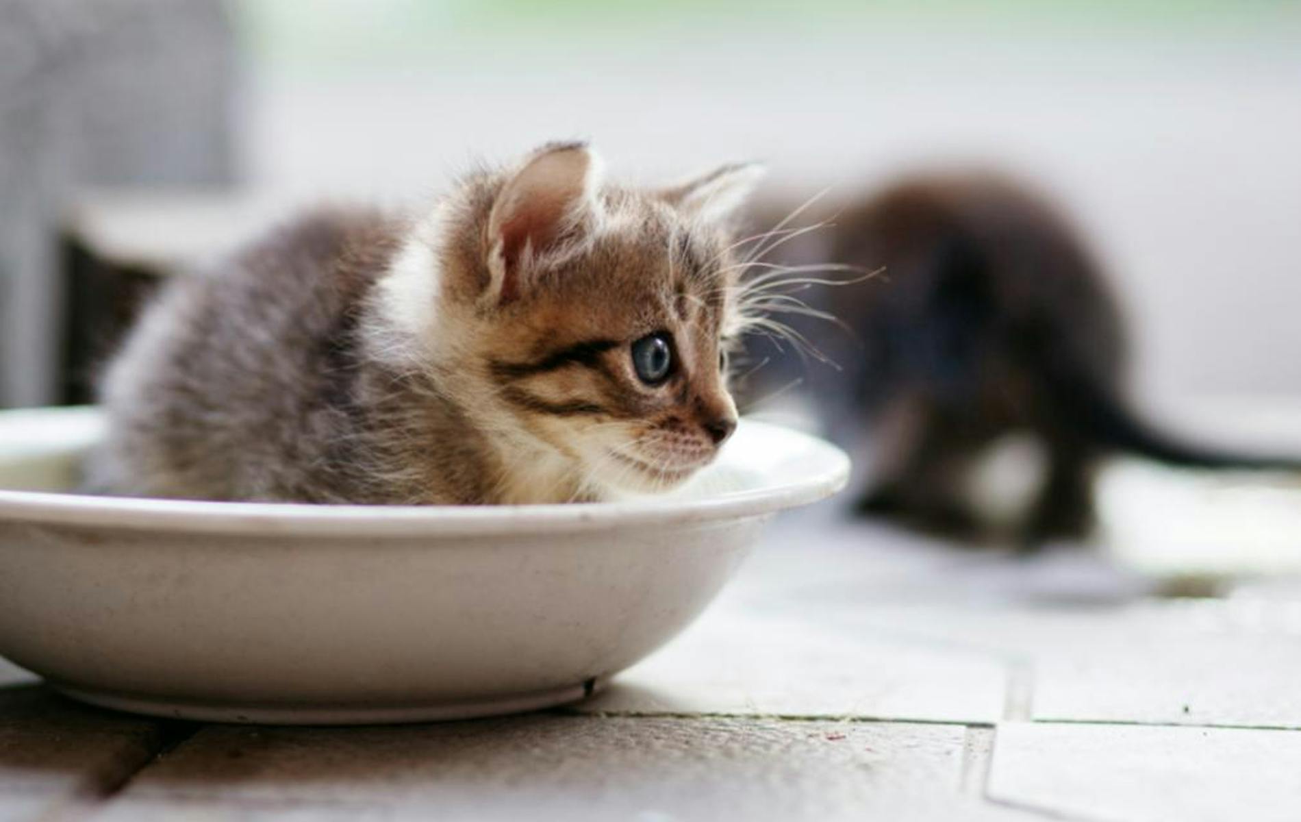 Kitten in saucer