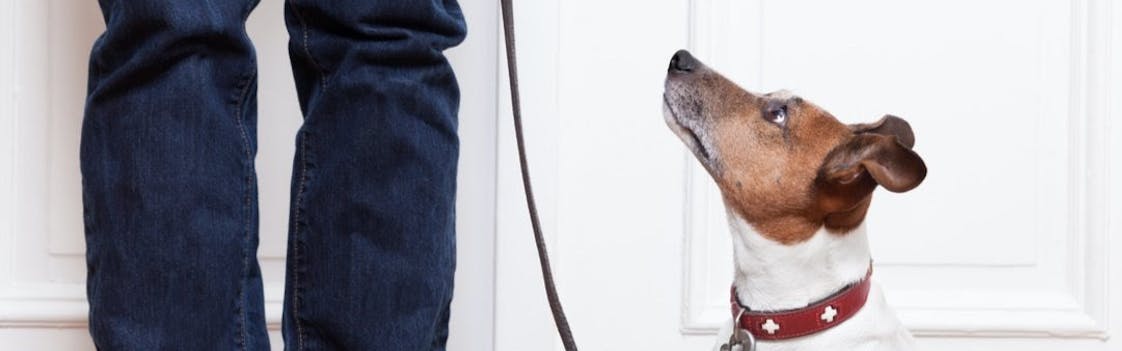 Leashed dog looking up at pet parent