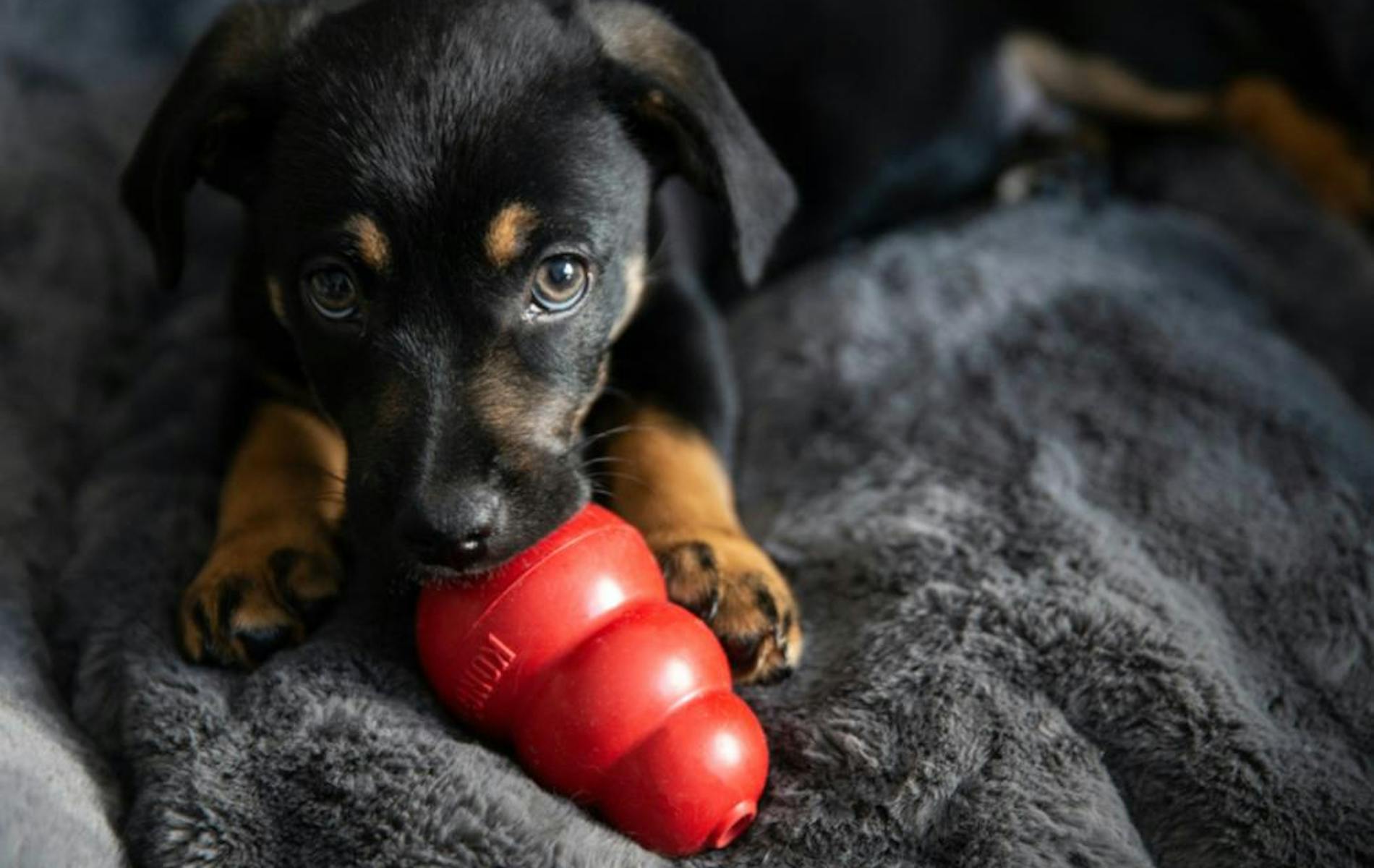 Dog with red chew toy