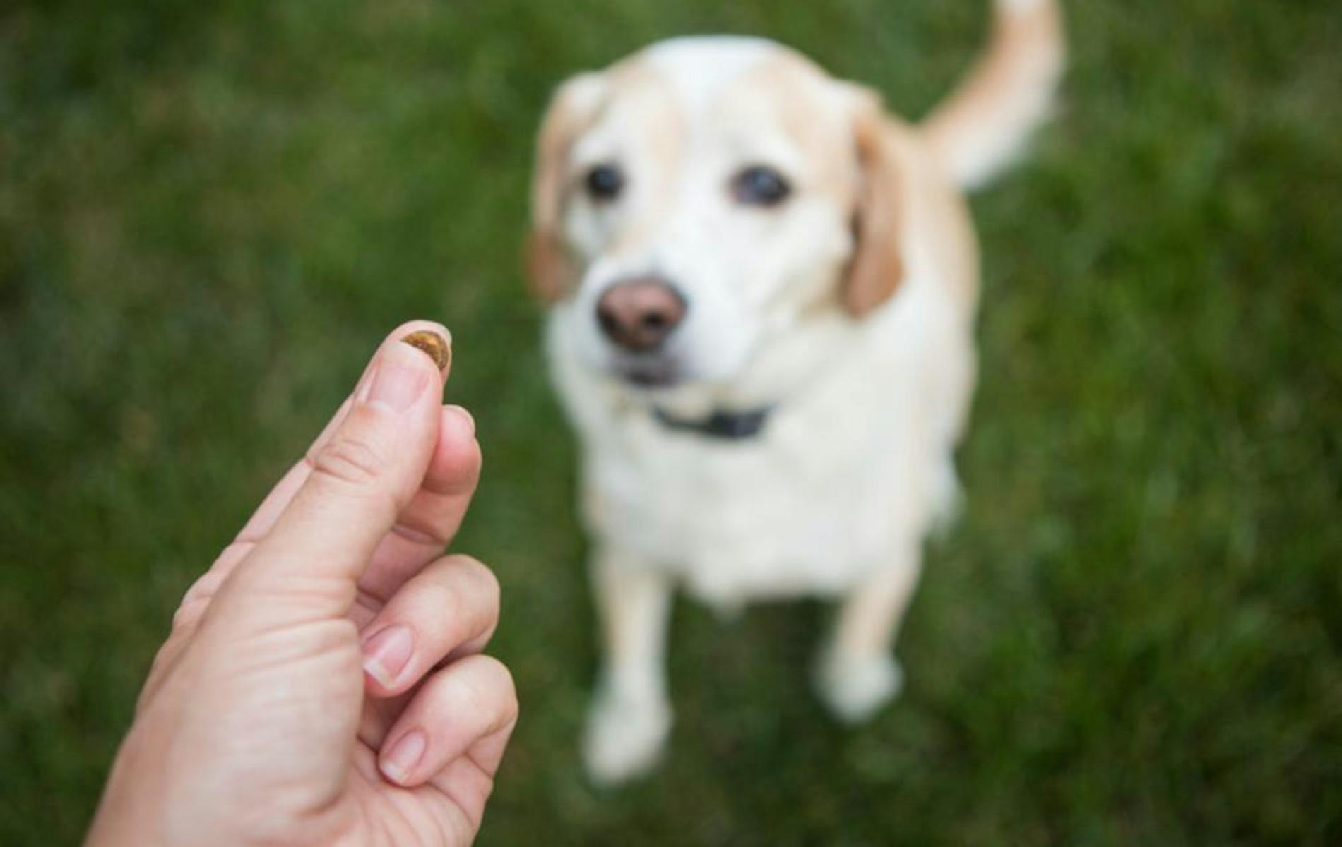 Owner giving dog small treat