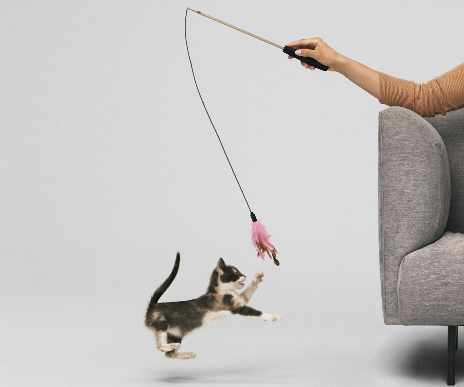 Kitten Jumping For a Feather Wand