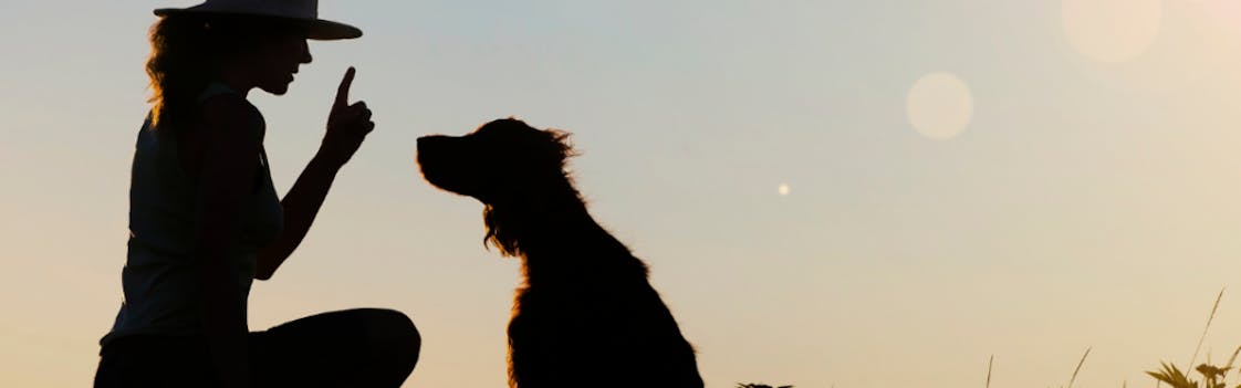 Adopted pet sitting for dog trainer