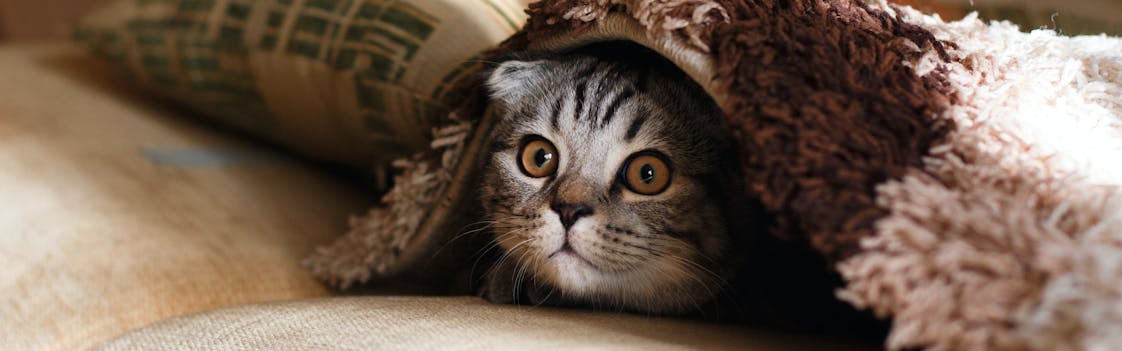 Kitten hiding under a rug