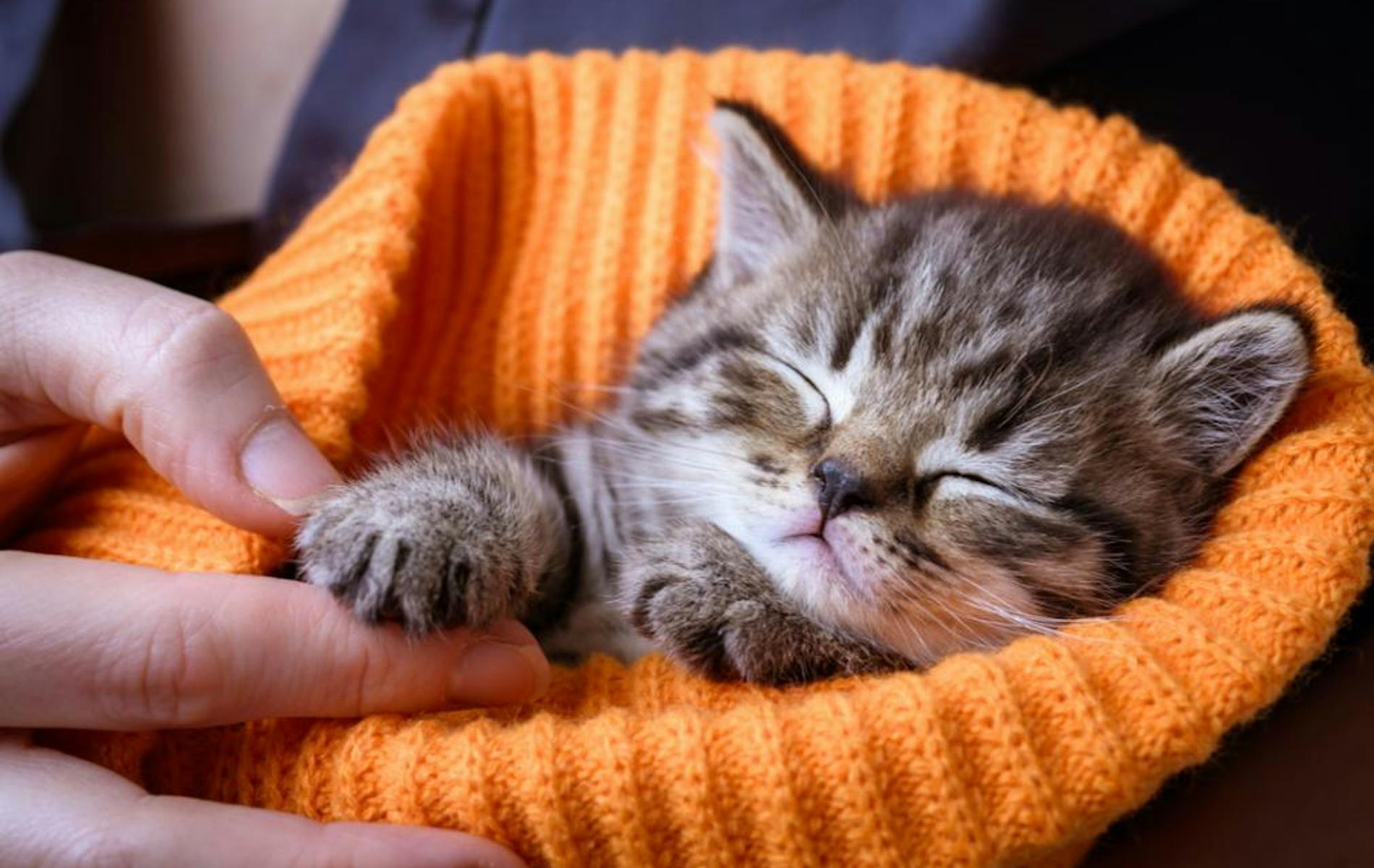 Kitten in knit hat