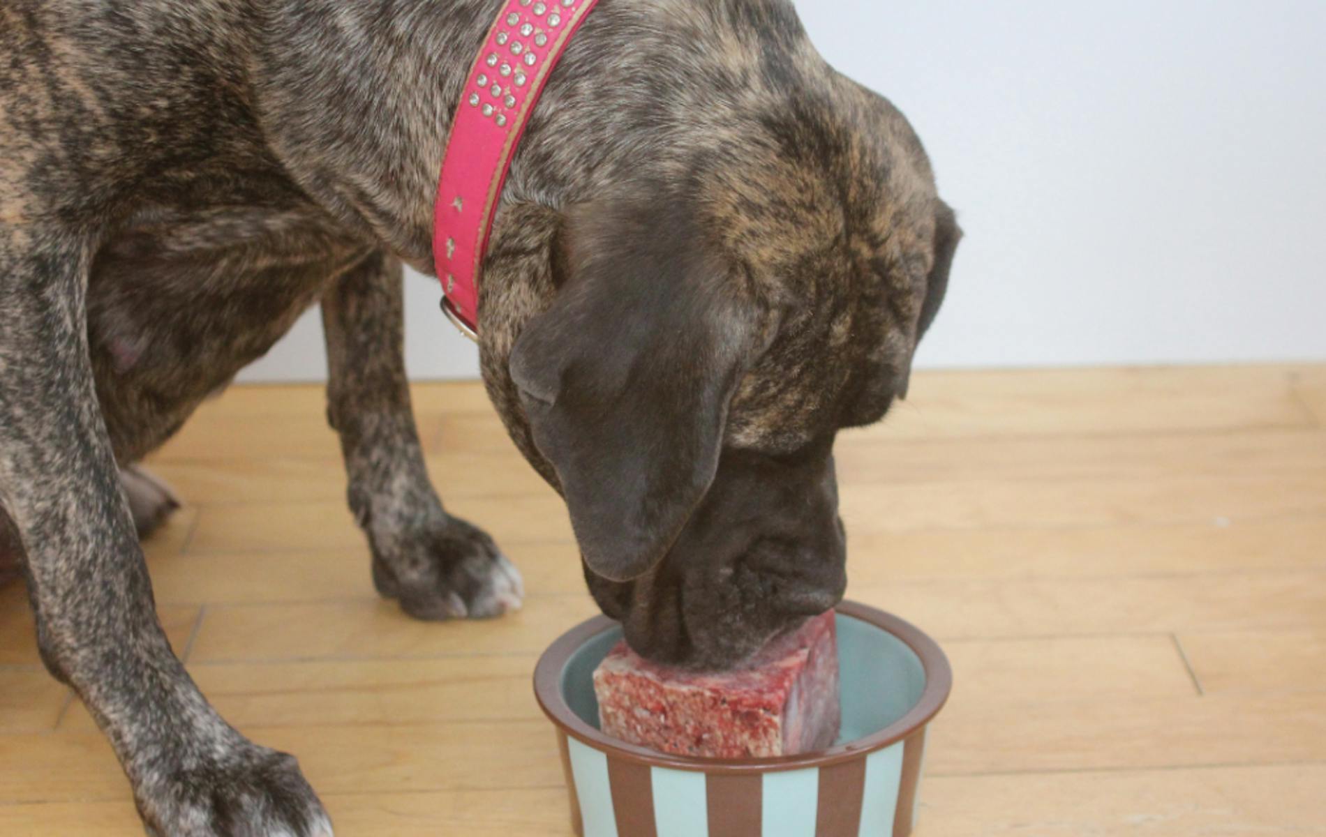 Dog eating raw food