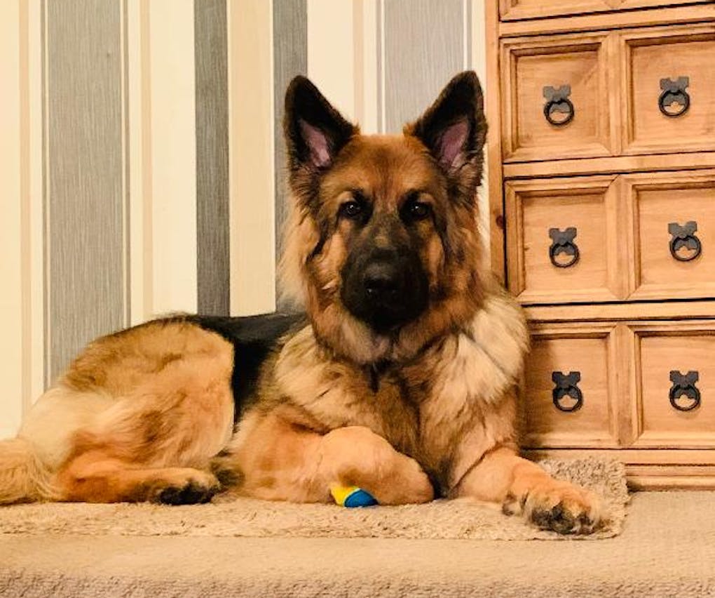 Claim for German Shepard