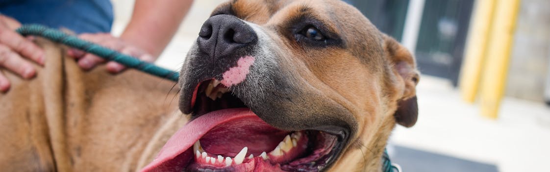 The Best Animal Shelters in Pittsburgh