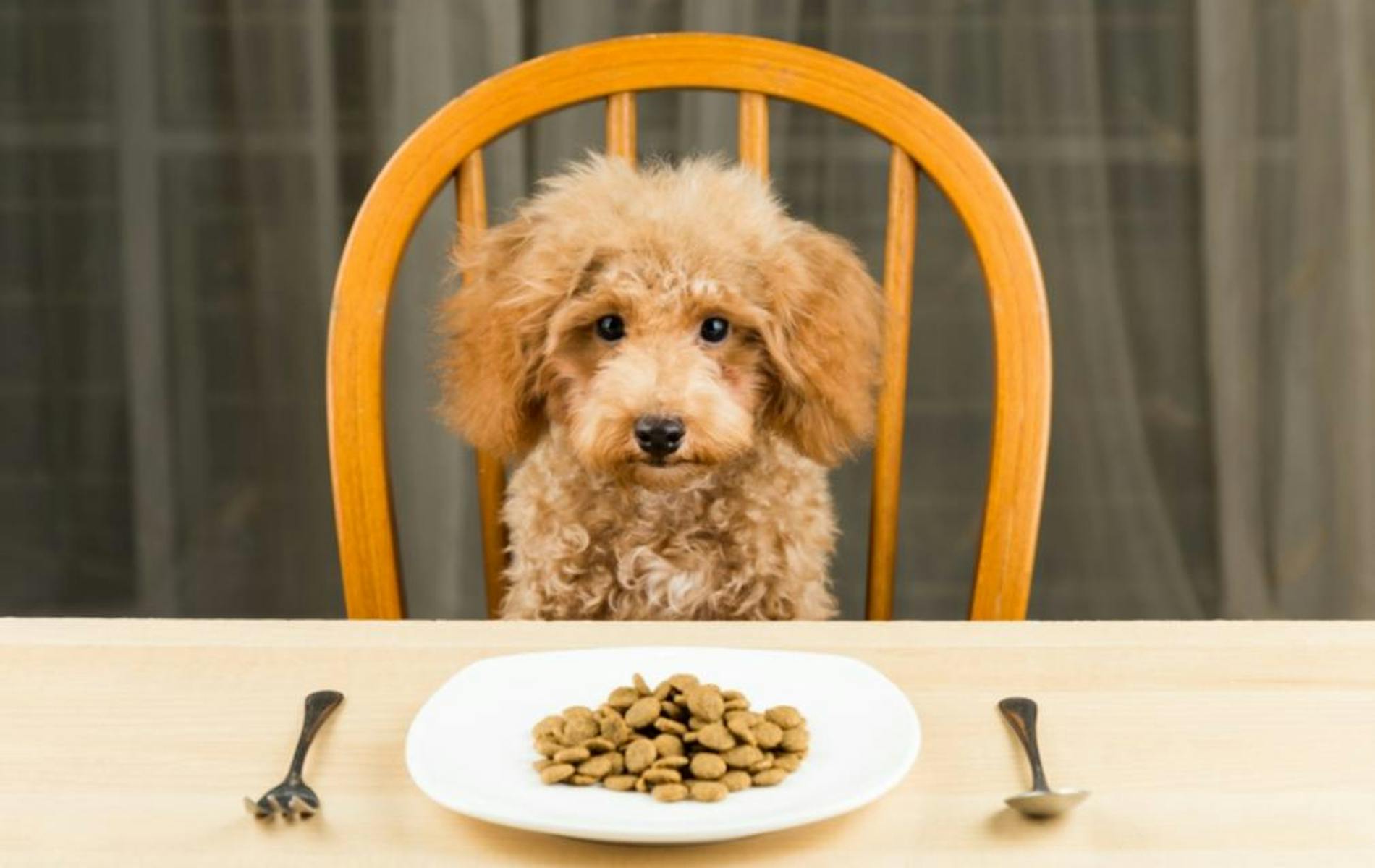 Dog at table in front of food plate