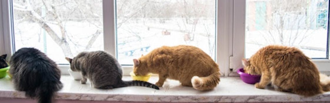 Cats at window in winter