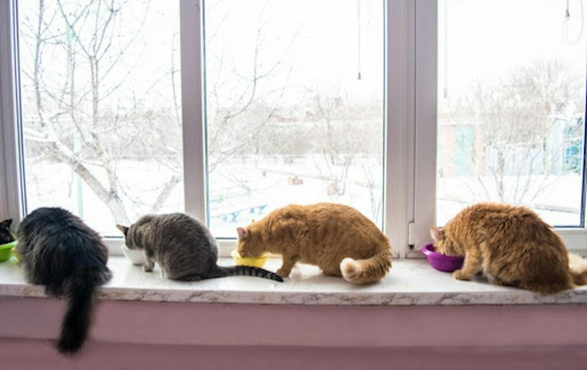 Cats at window