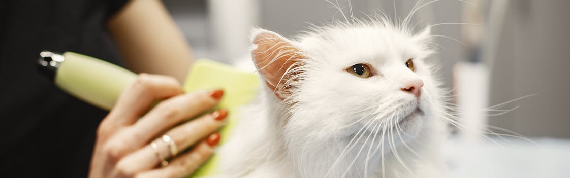 Cat getting groomed in Philadelphia