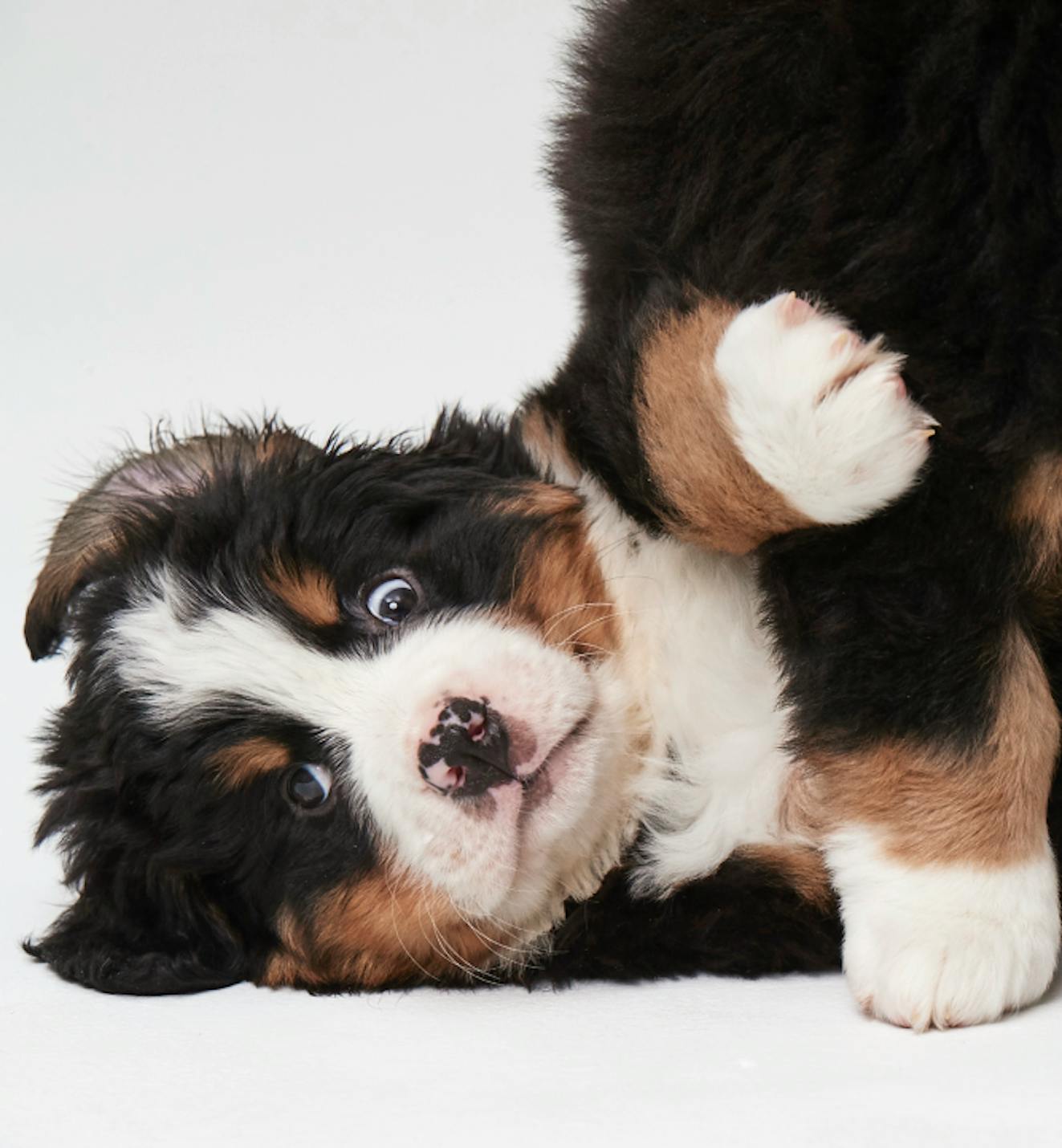 Bernese mountain dogpile