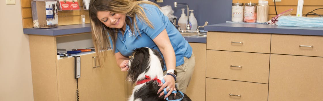 Veterinarian at Westbury Animal Hospital, Houston