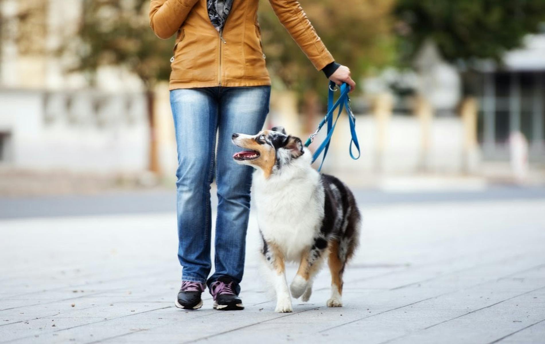 Happy leashed dog during a walk