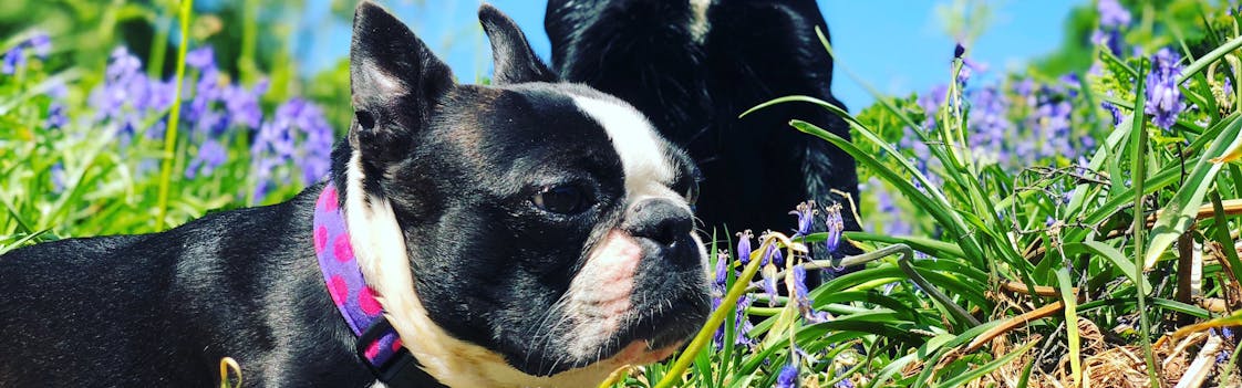Boston Terrier at Dog Park in Philadelphia