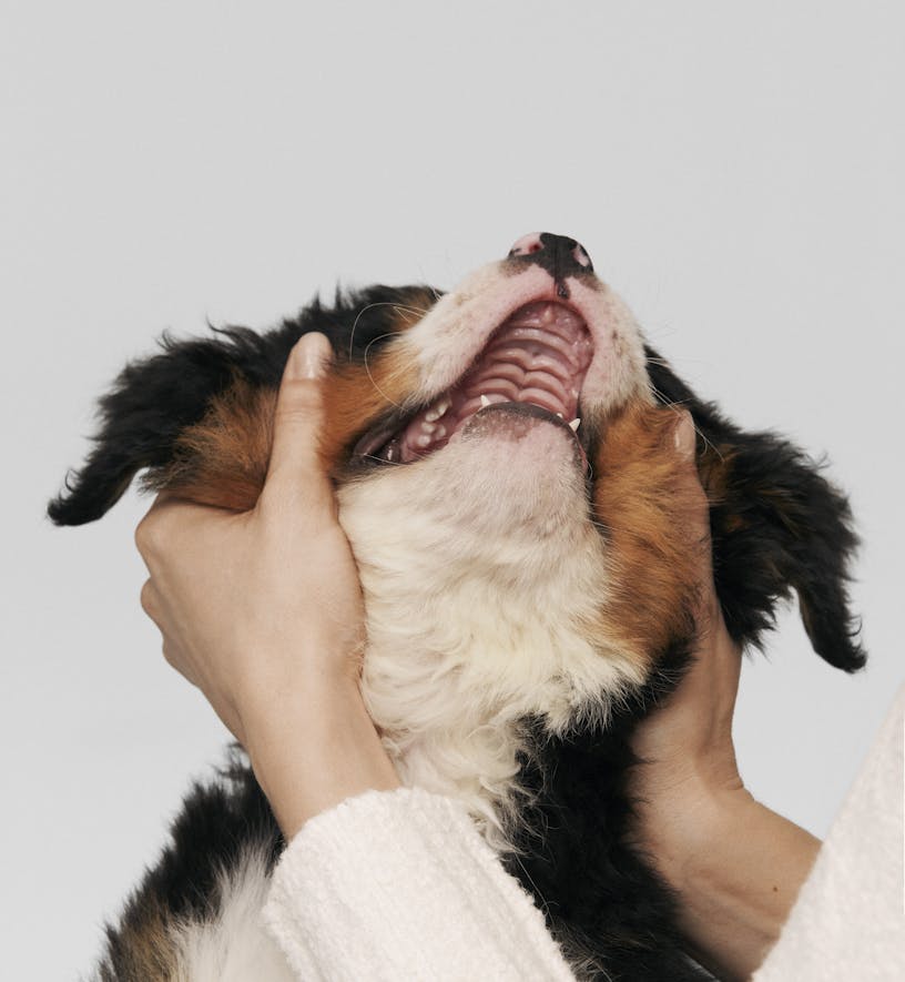 A person holding a happy Bernese mountain dog puppy's face