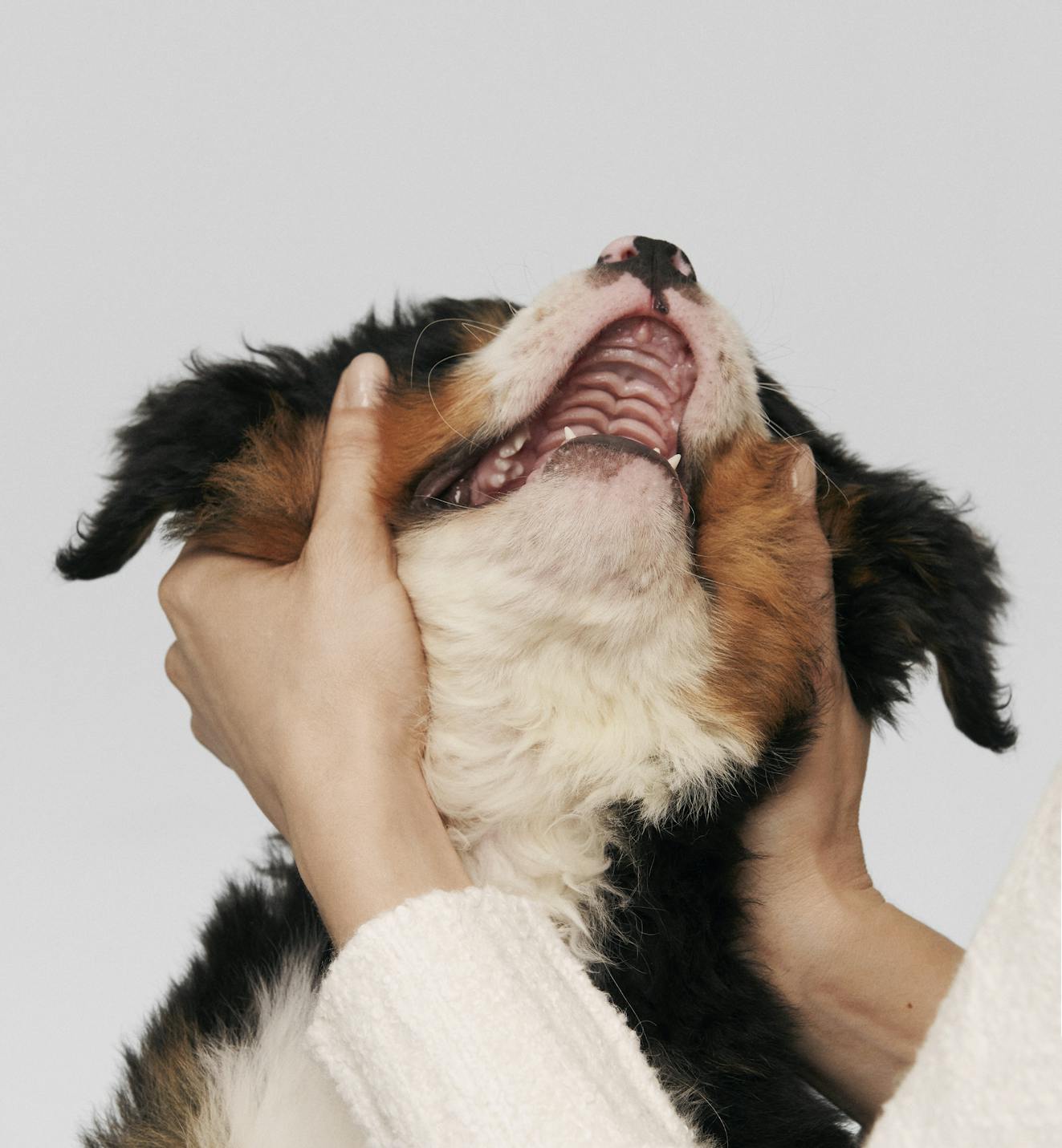 A woman holding a happy Bernese mountain dog puppy's face