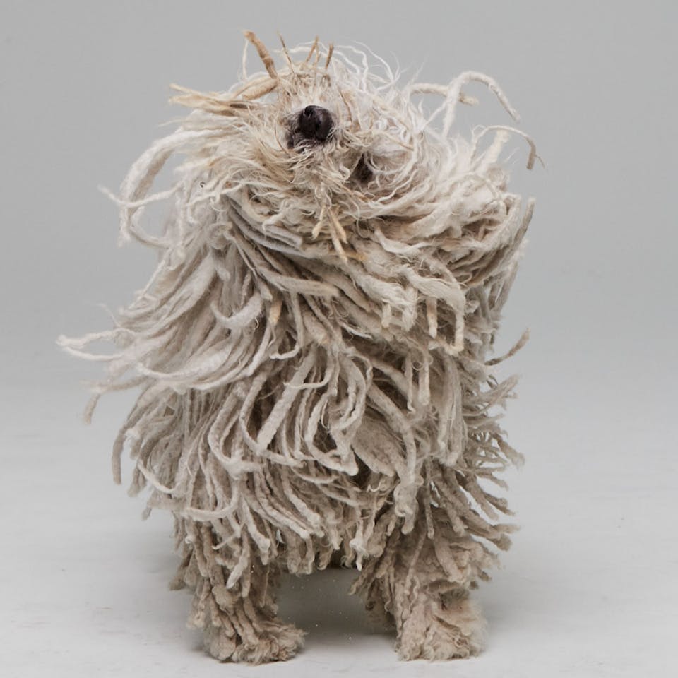 Puli dog shaking