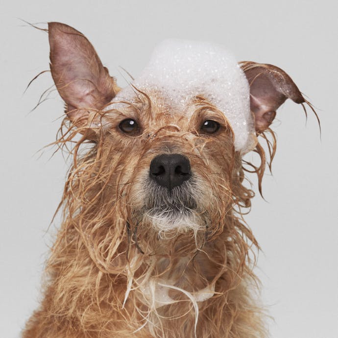 A golden terrier dog with bubbles on her head