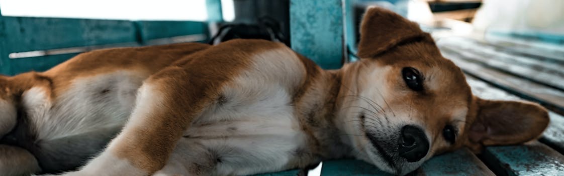 Dog lying down