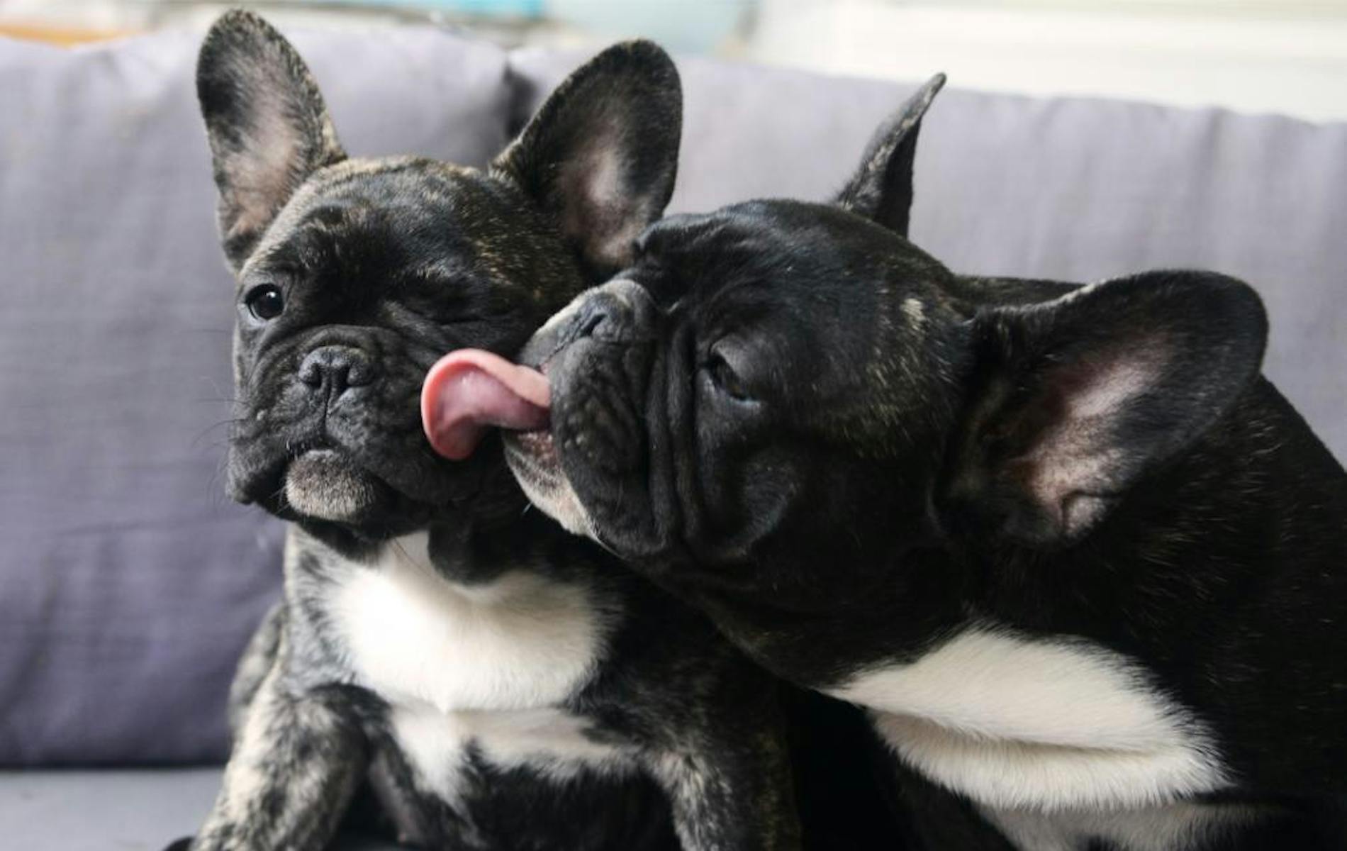 Dog licking other dog