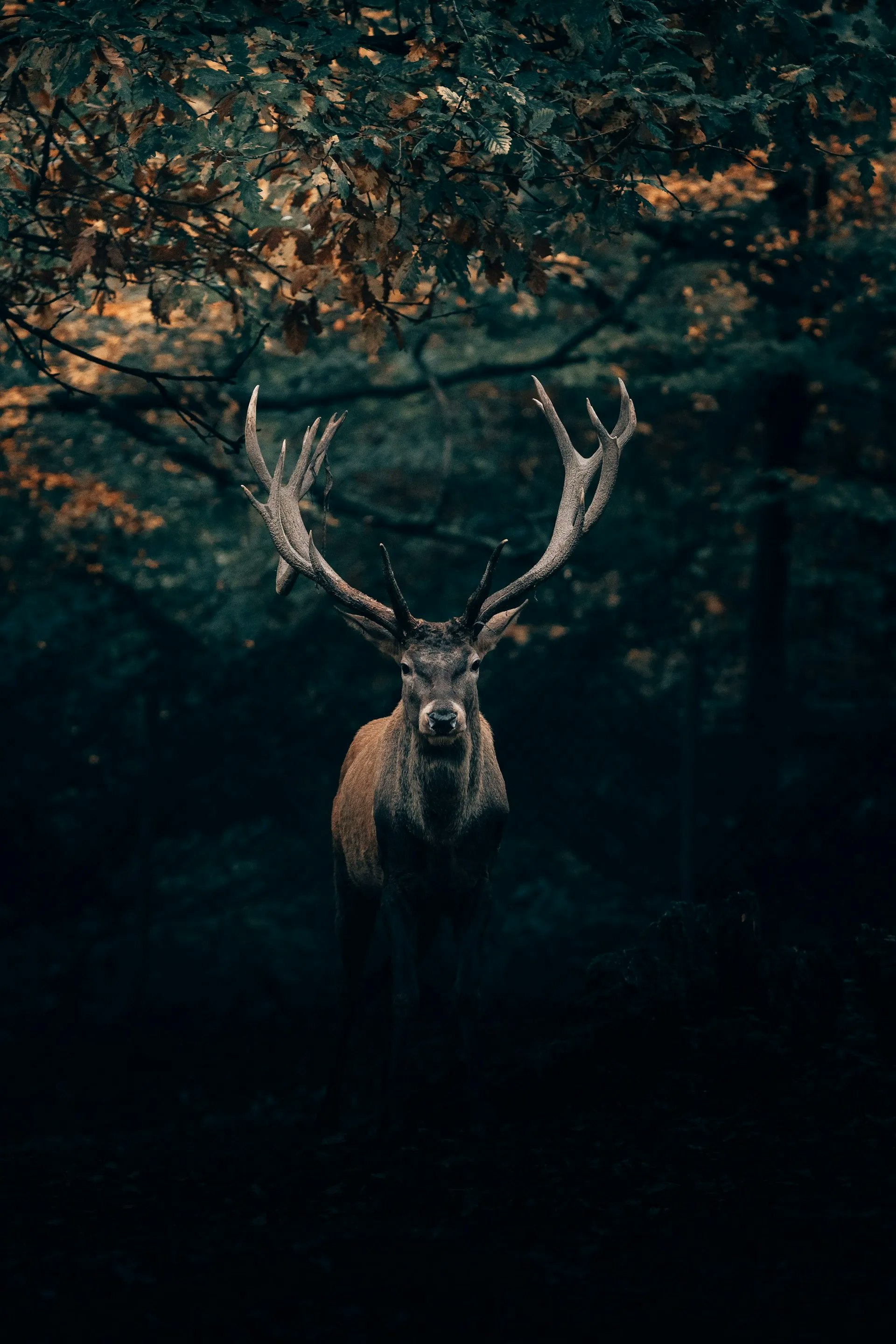 maon elk image