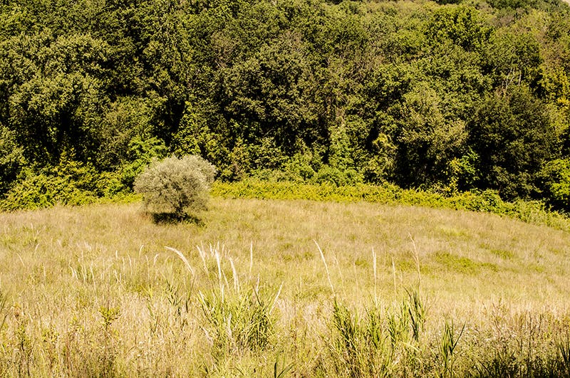 La collina marchigiana