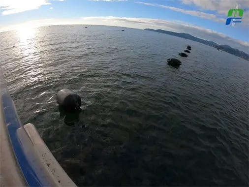 Floating System installed in a Mussel Farm at Golden Bay