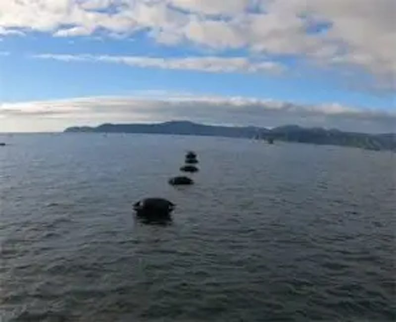 mussel farm buoys marine flex