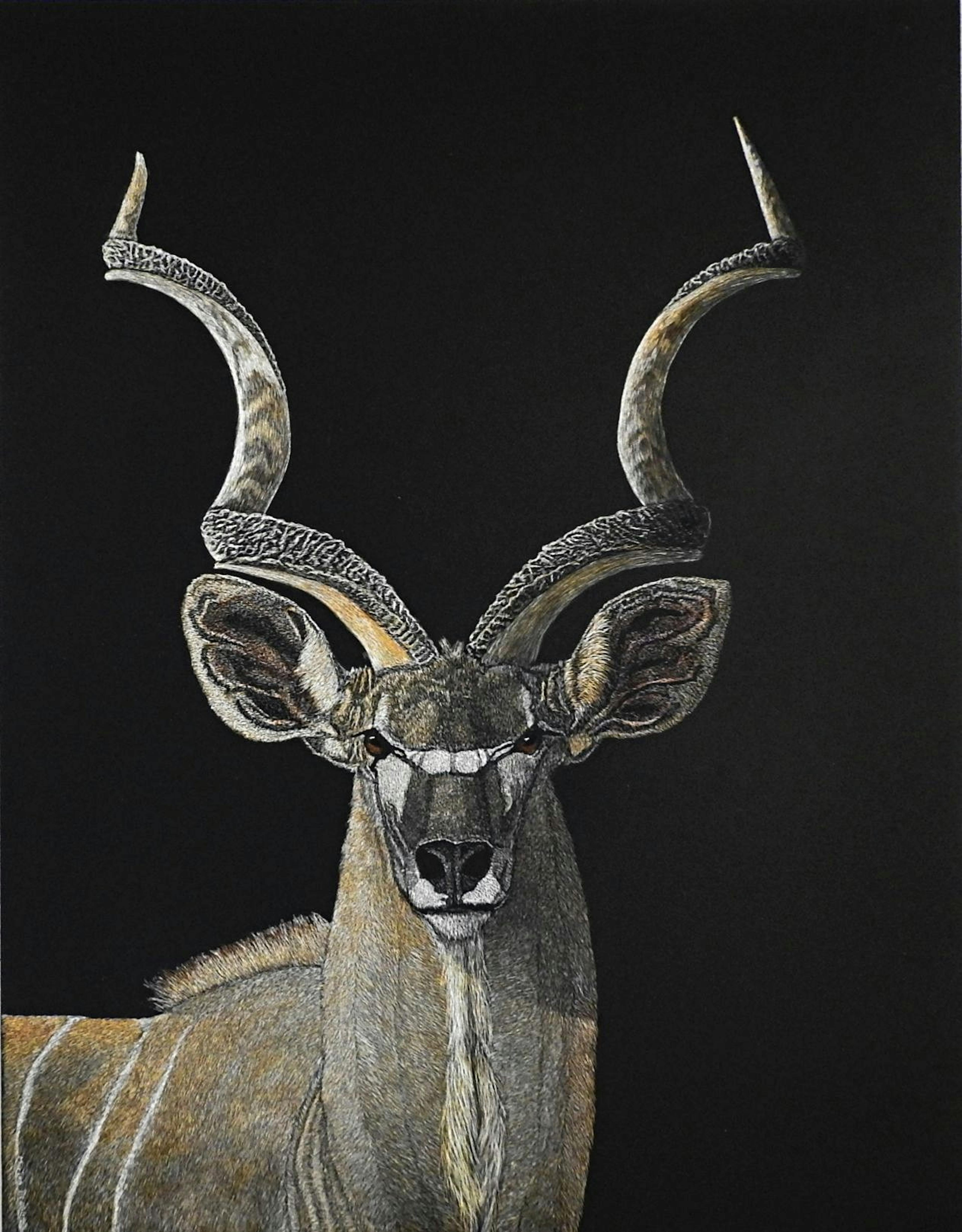 Kudo (Commission) Scratchboard