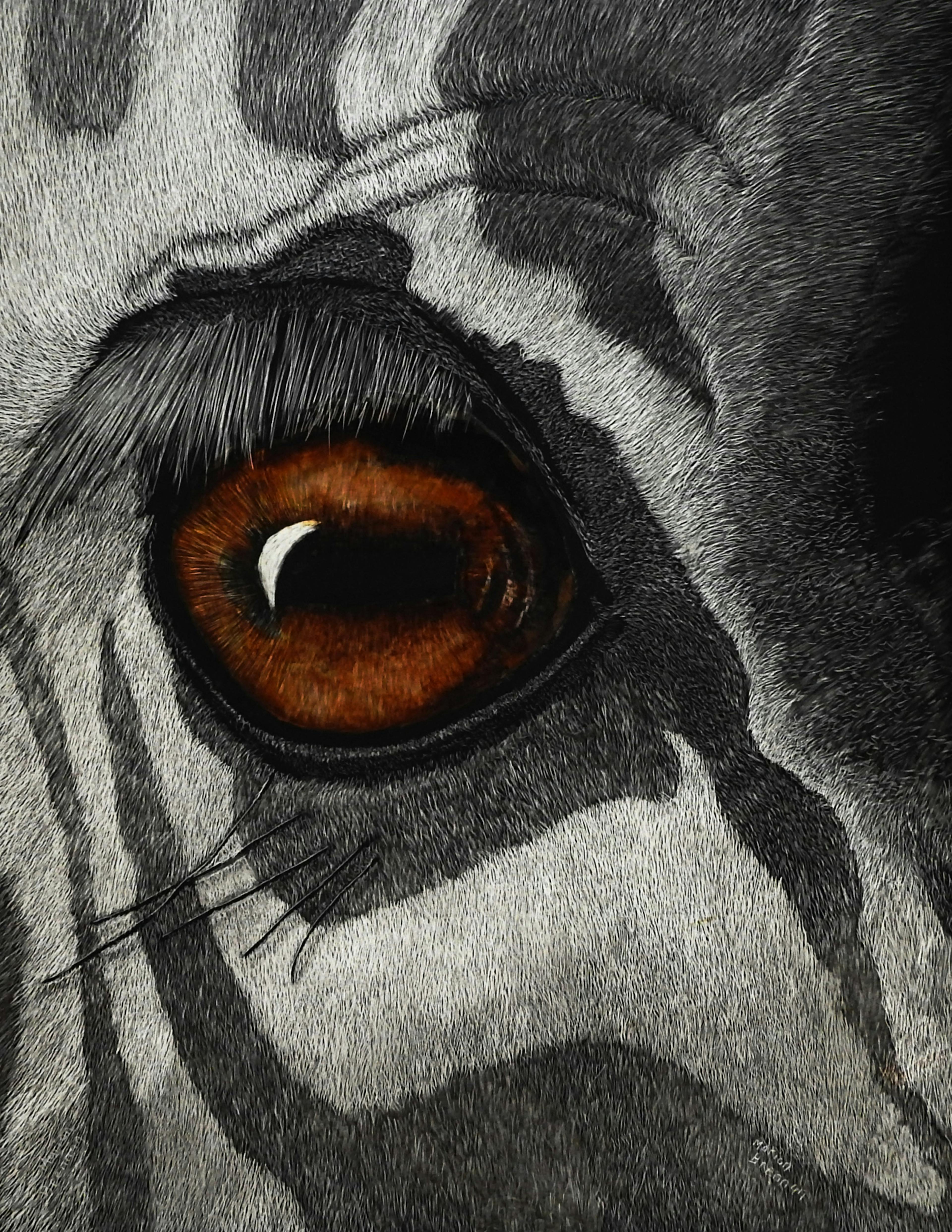 Zebra Soul Scratchboard