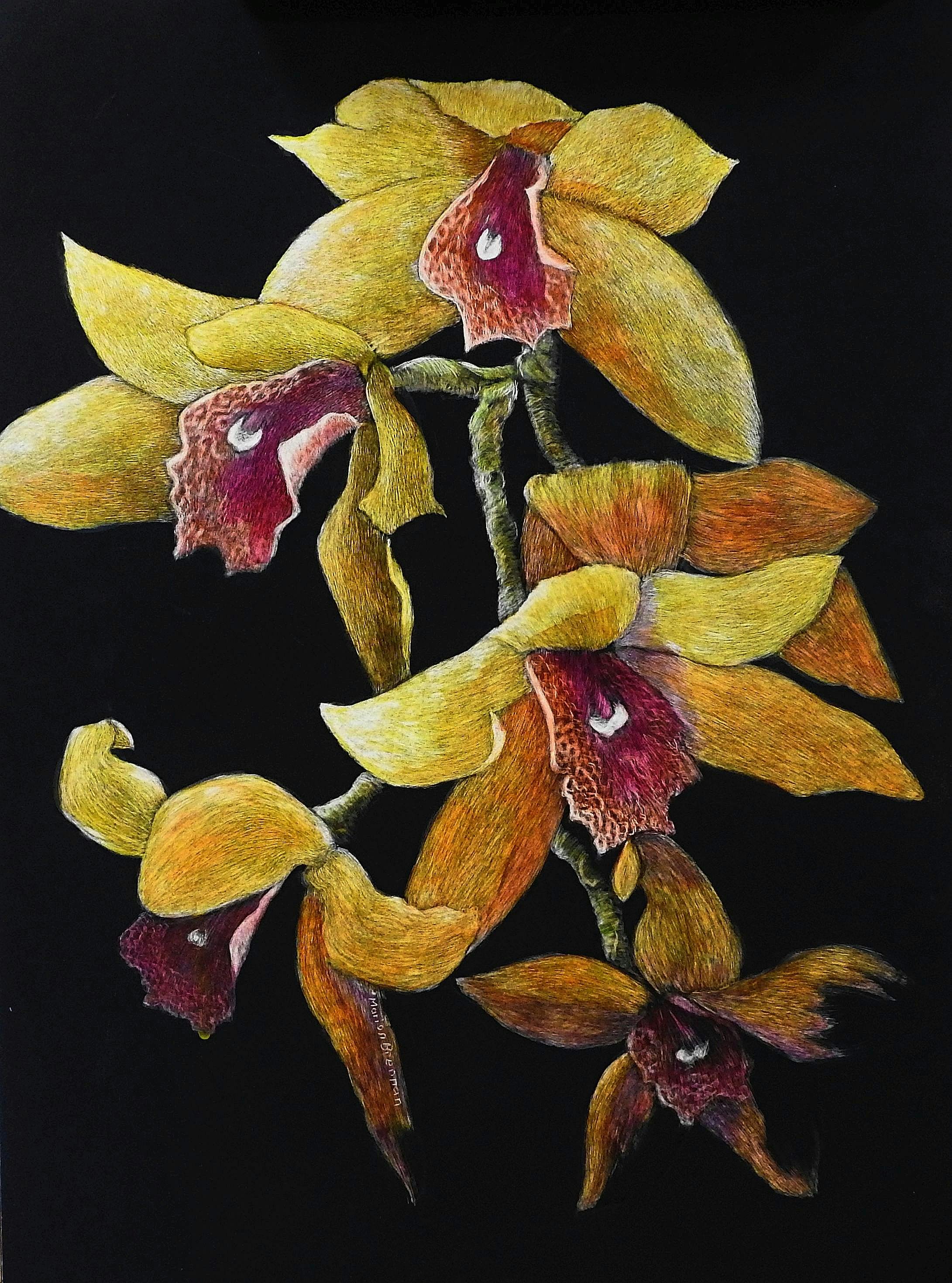 Orchids (Commission) Scratchboard