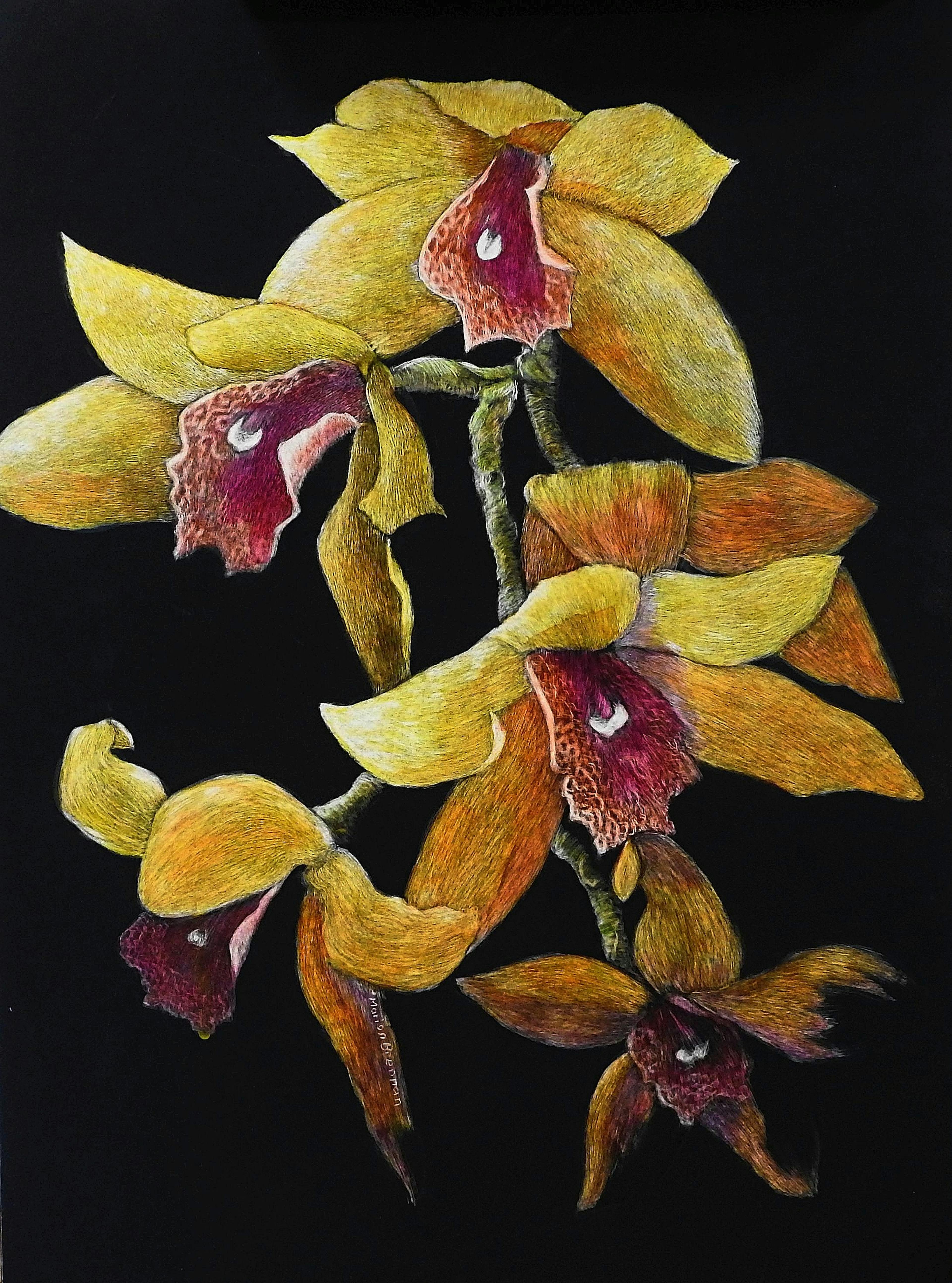 Orchids (Commission) Scratchboard