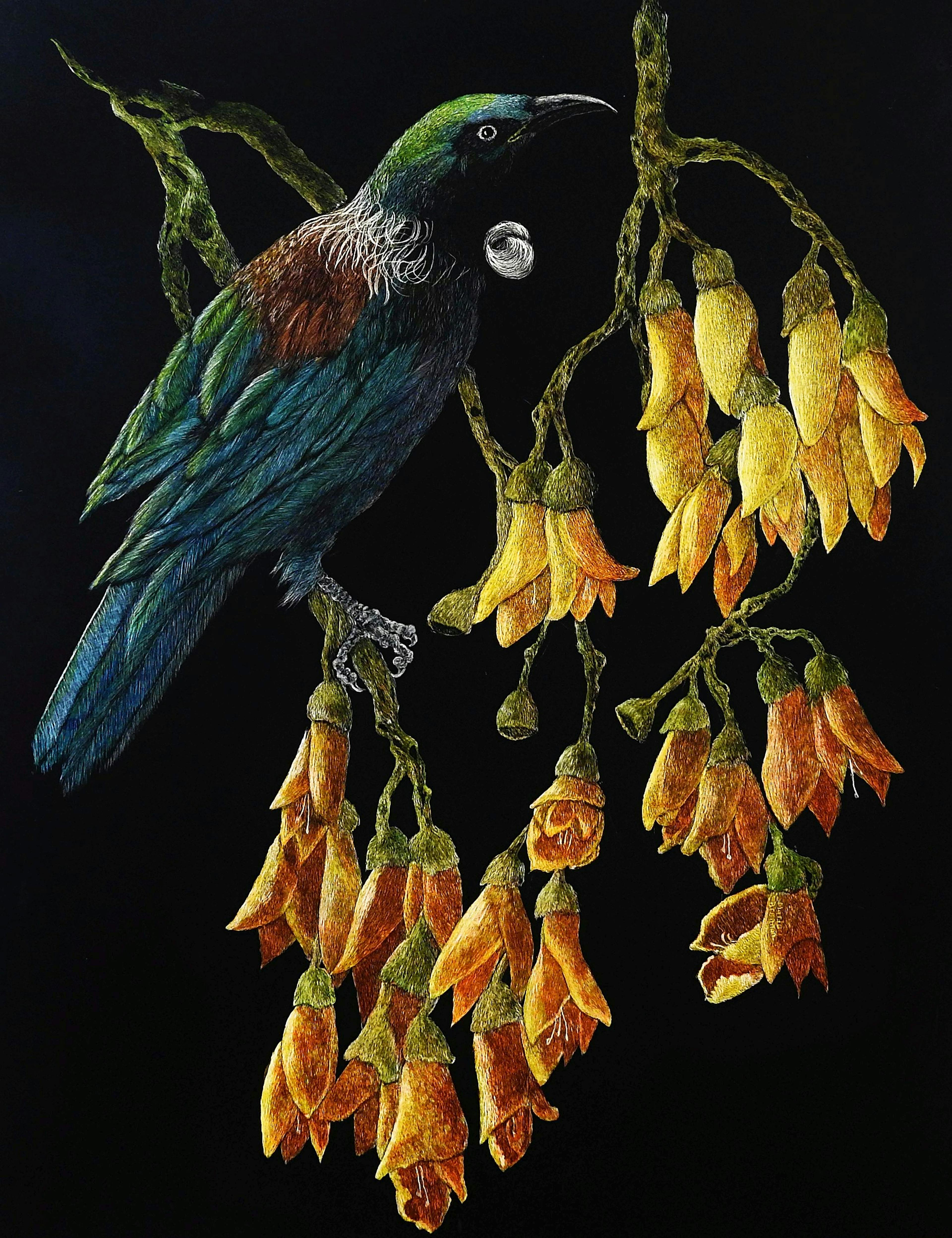 Tui (Commission) Scratchboard
