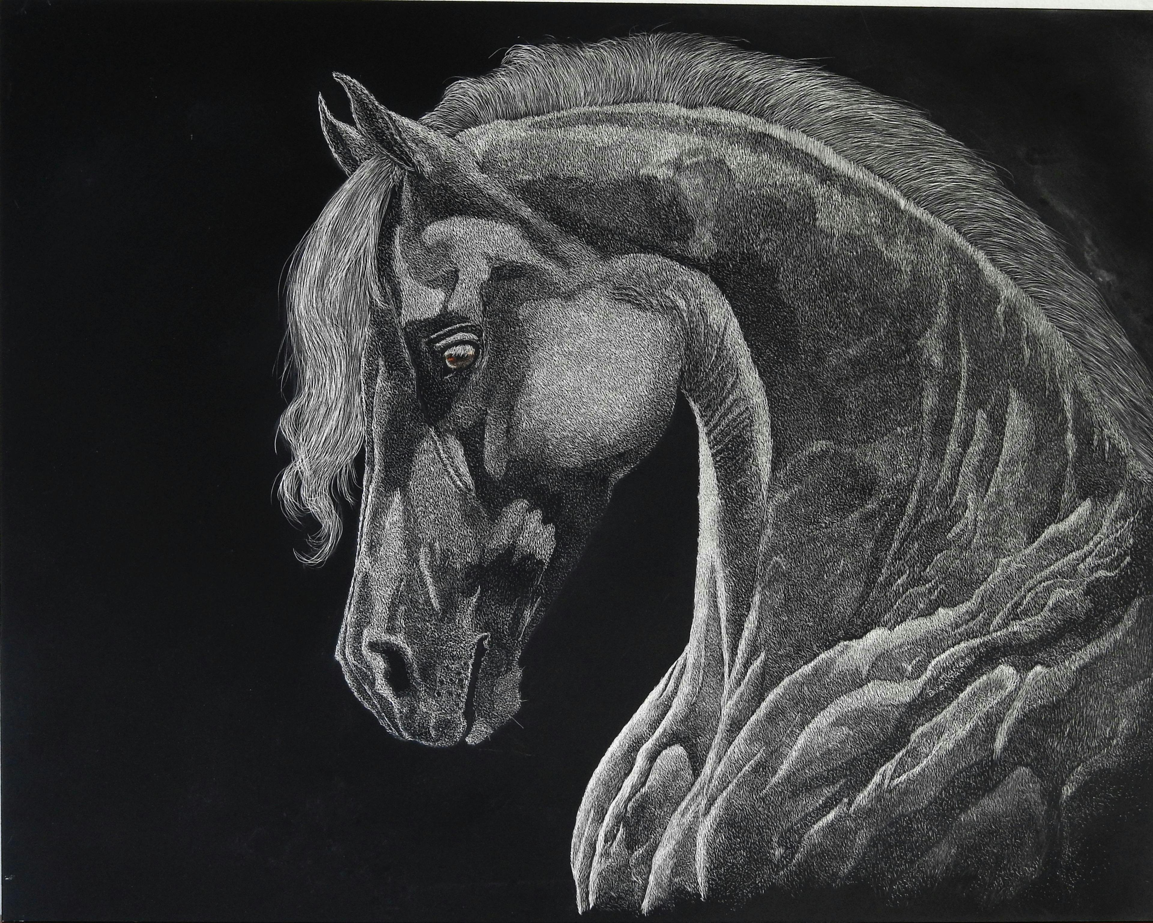 Lipizzaner Stallion Scratchboard