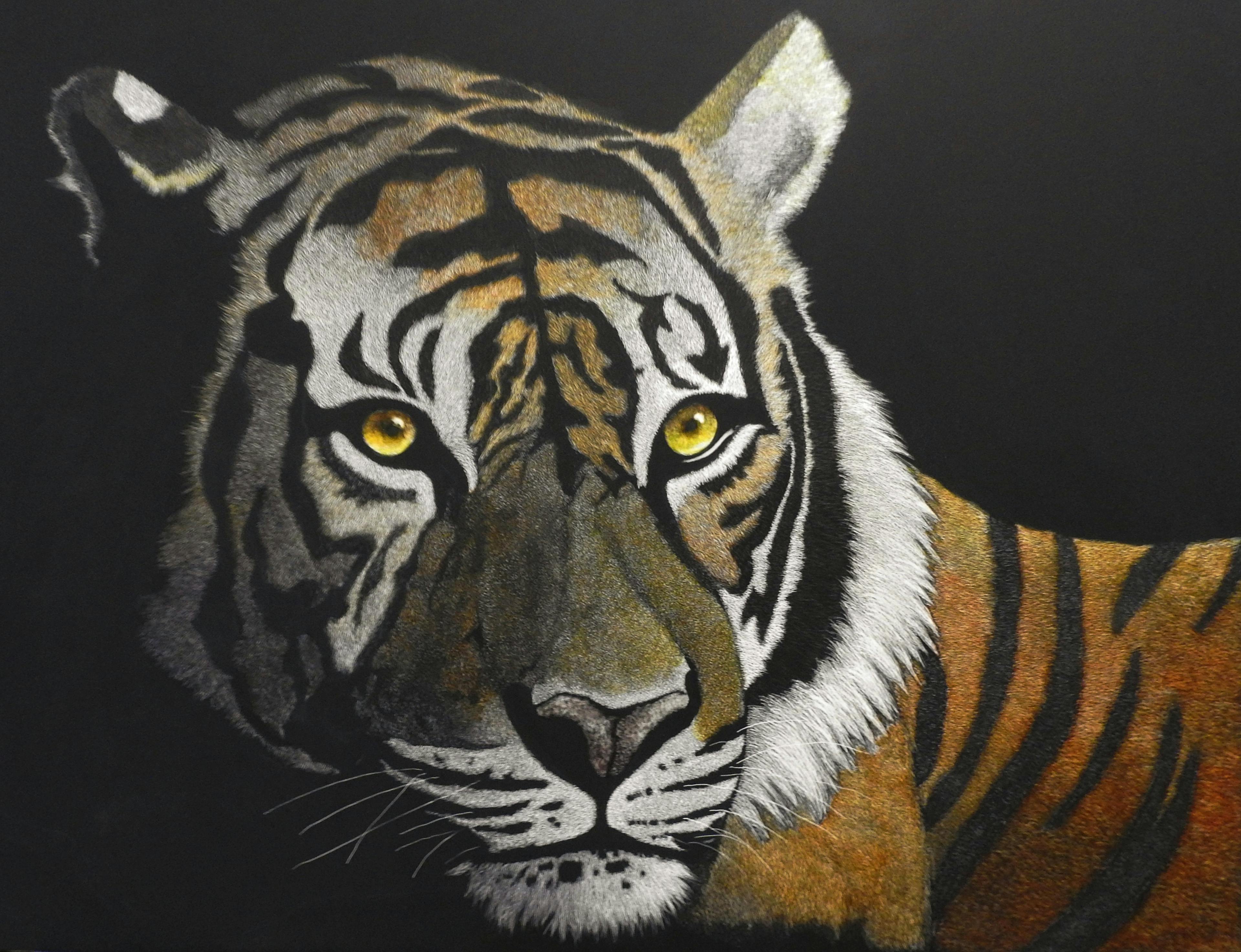 Tiger on scratch board