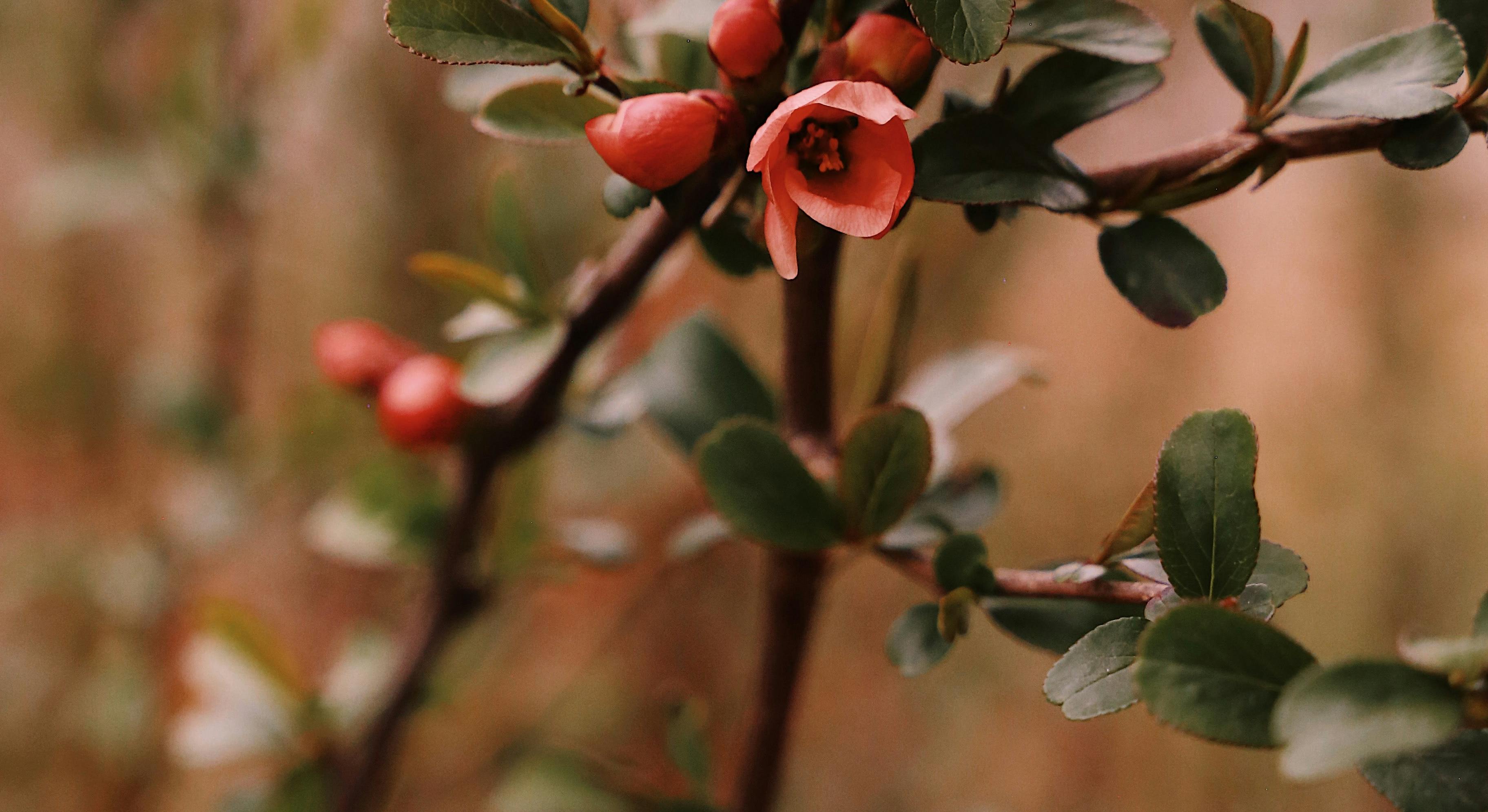 A close-up of flowering branches featuring delicate pink blossoms and small red buds, surrounded by green leaves.