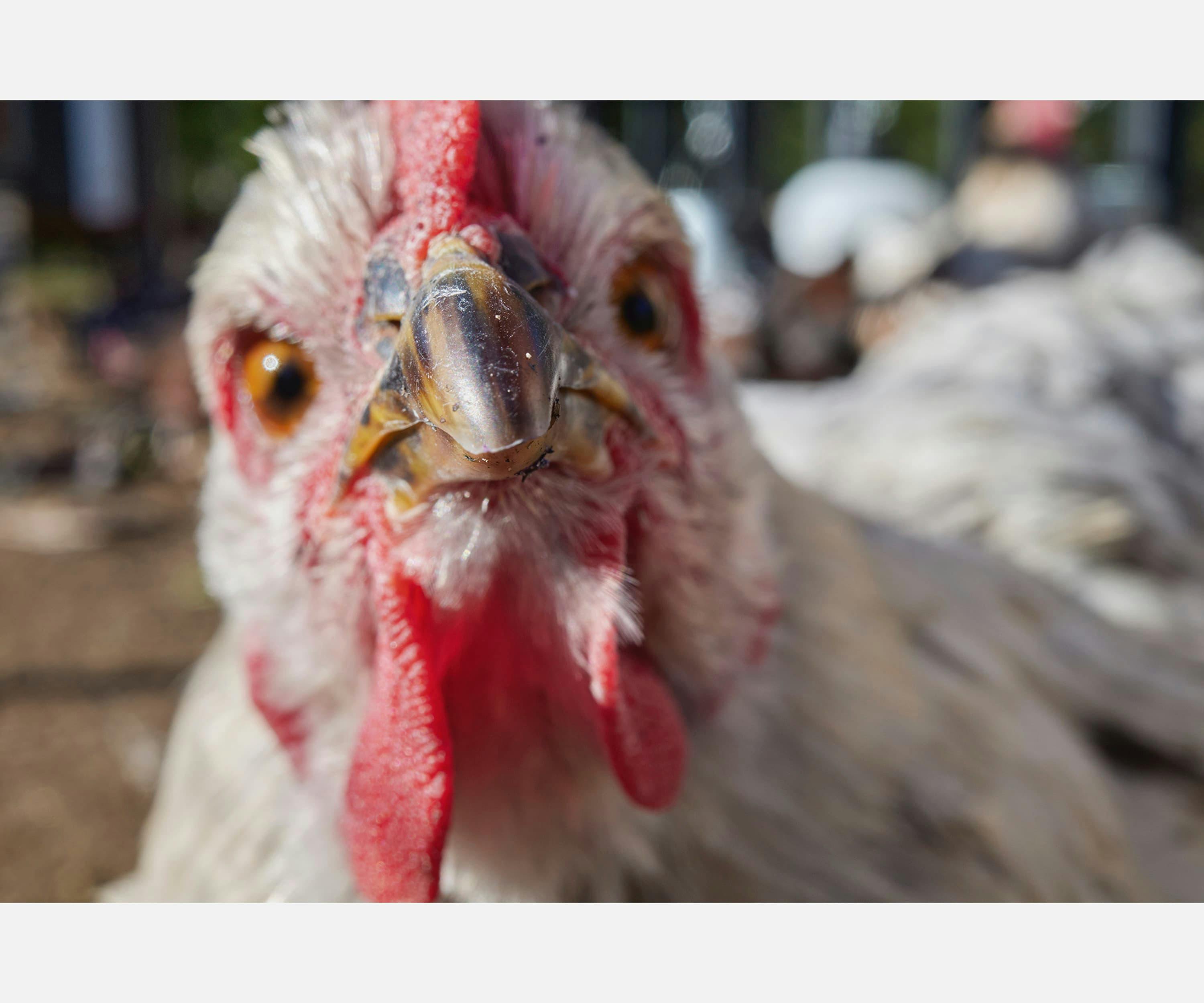 a chicken close up