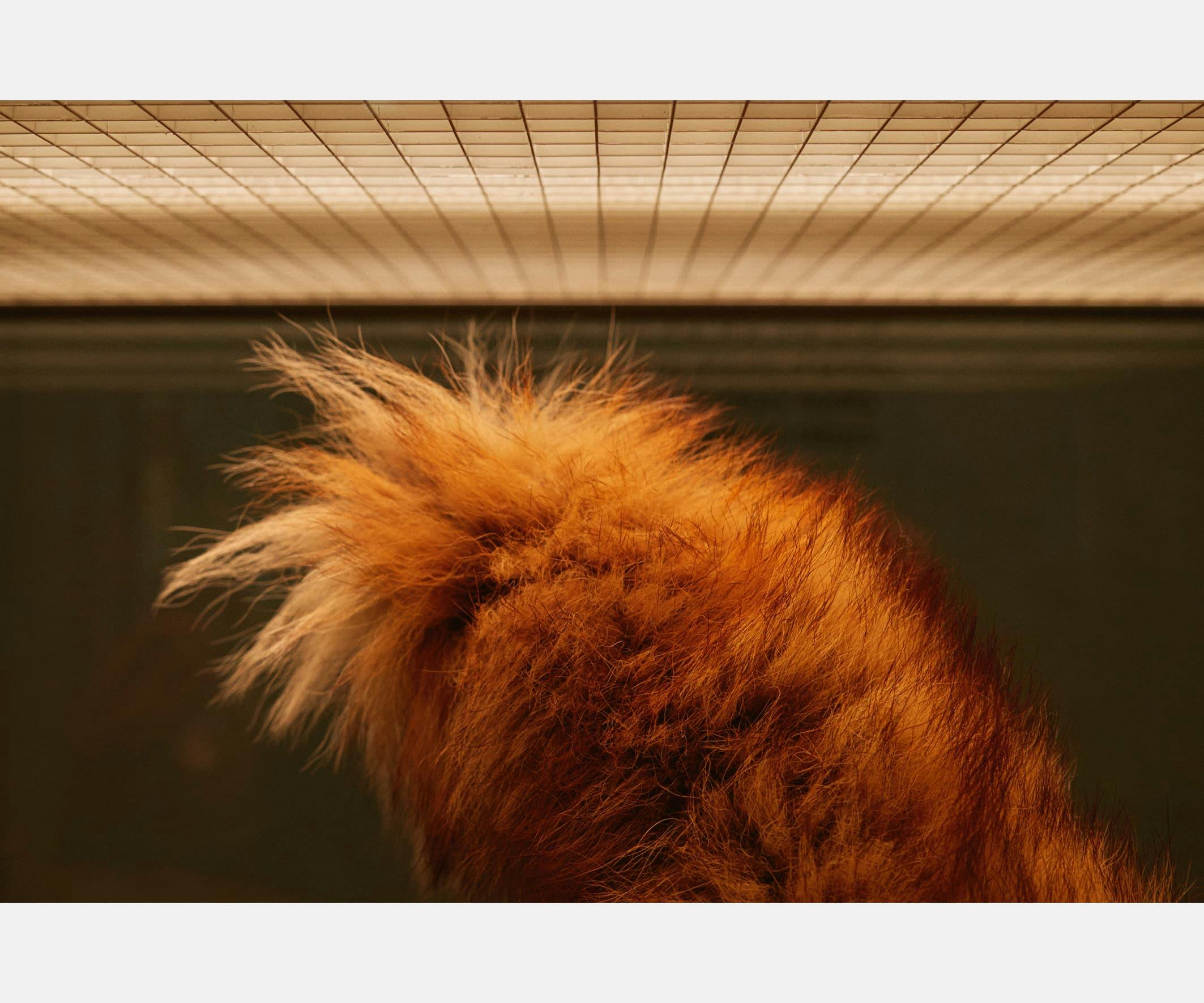 fox tail