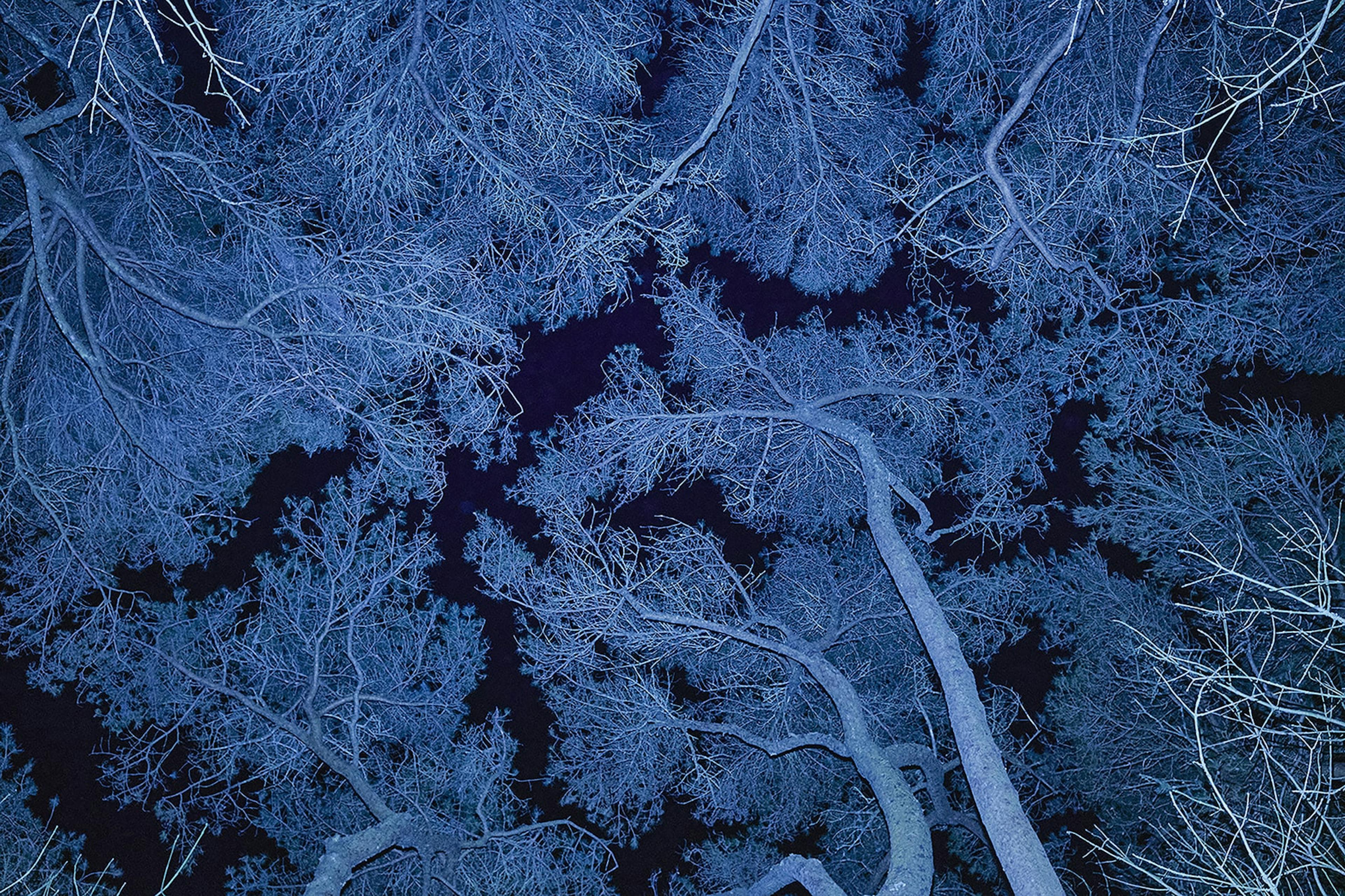 large trees from below at night flashed with blue light