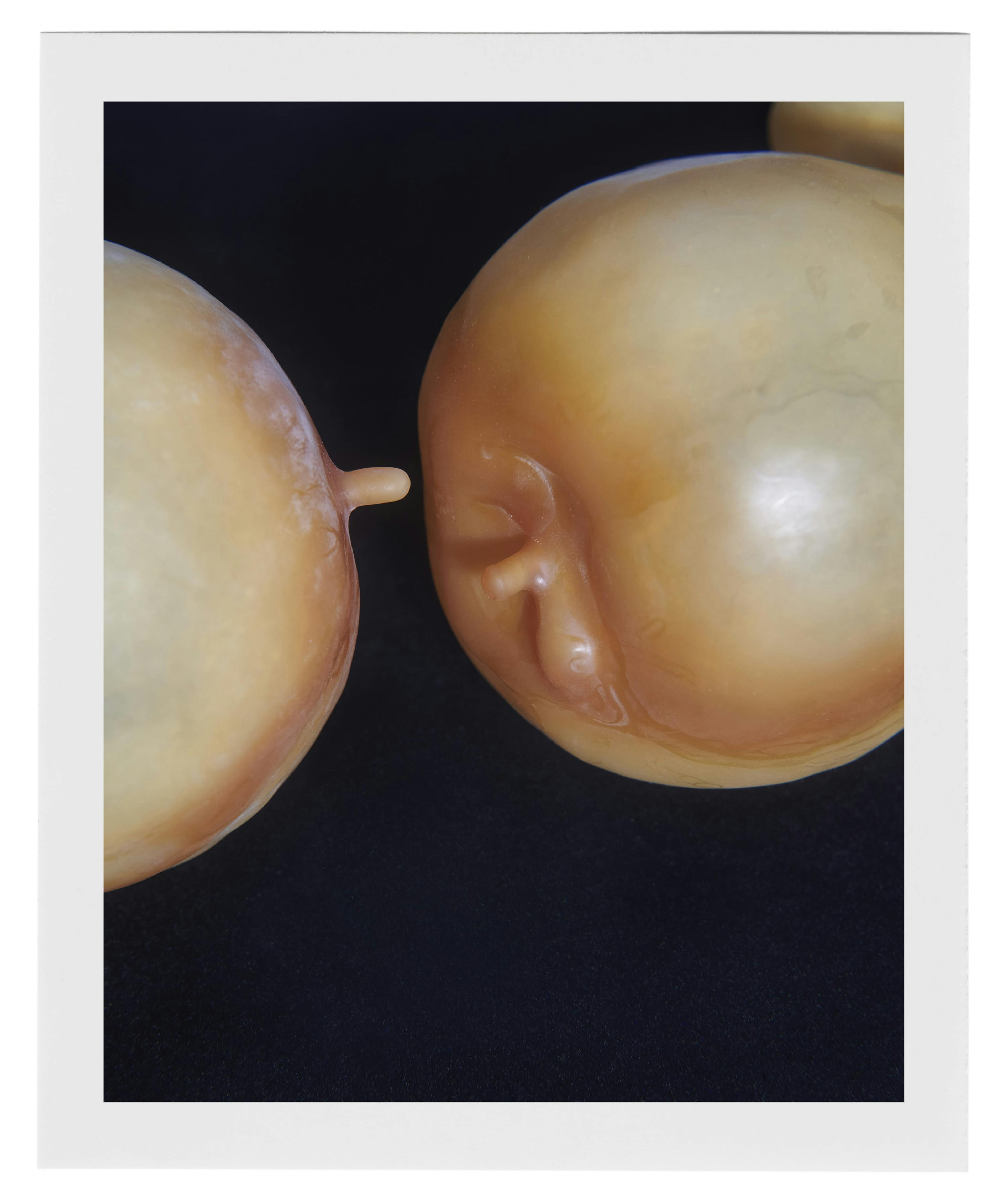 two fake rubber apples on the side facing each other on a black backdrop