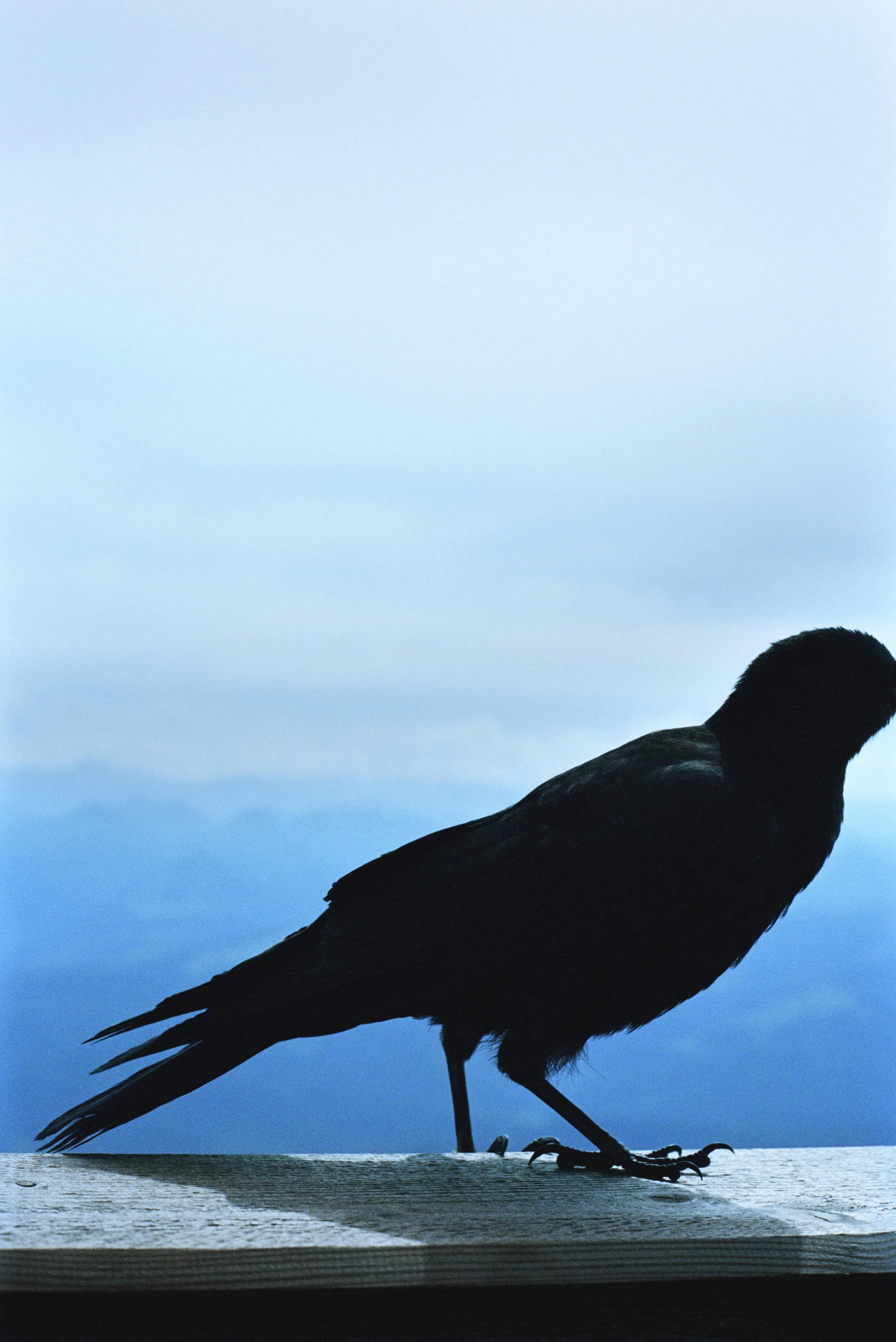 black bird and mountains