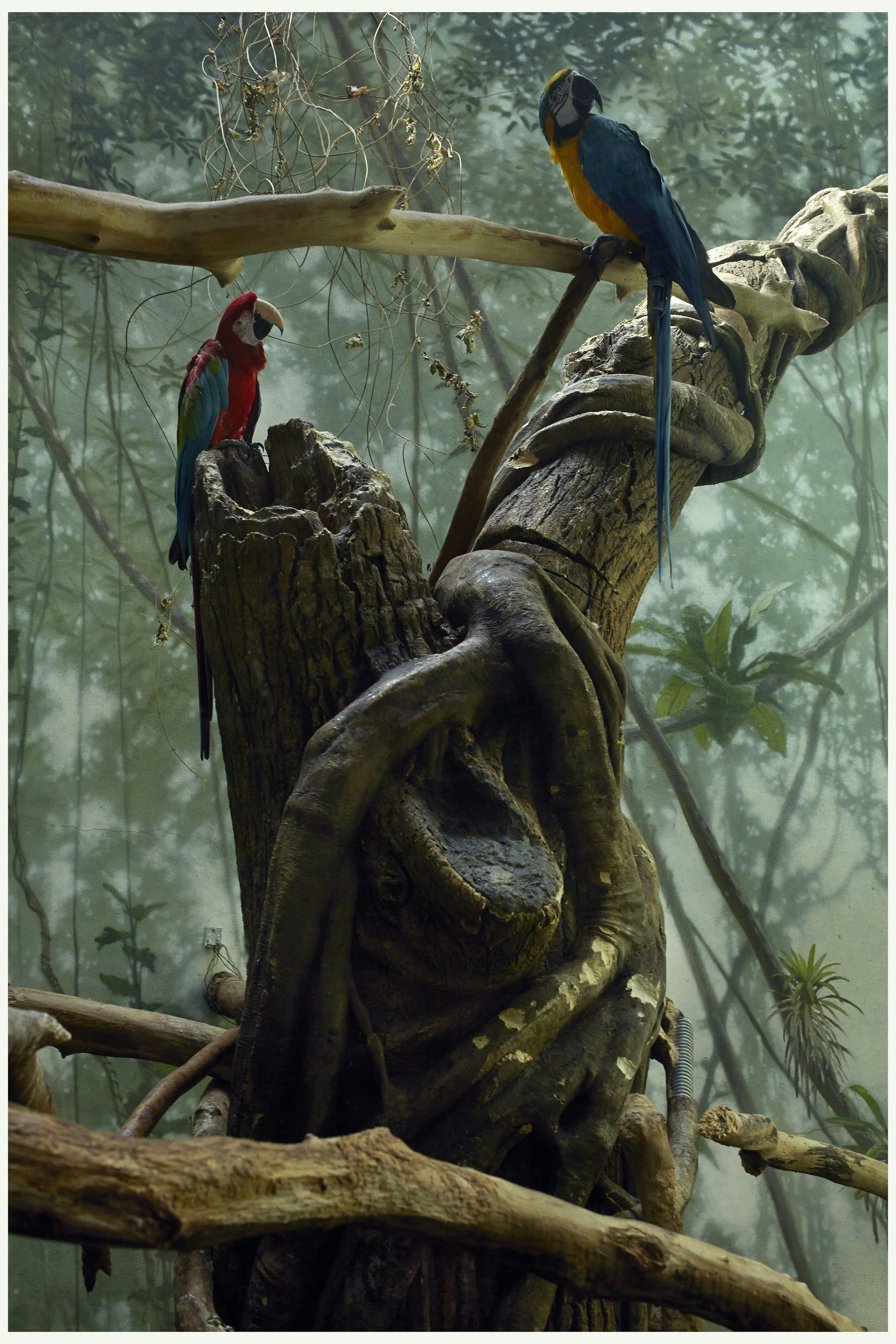 parrots on a tree