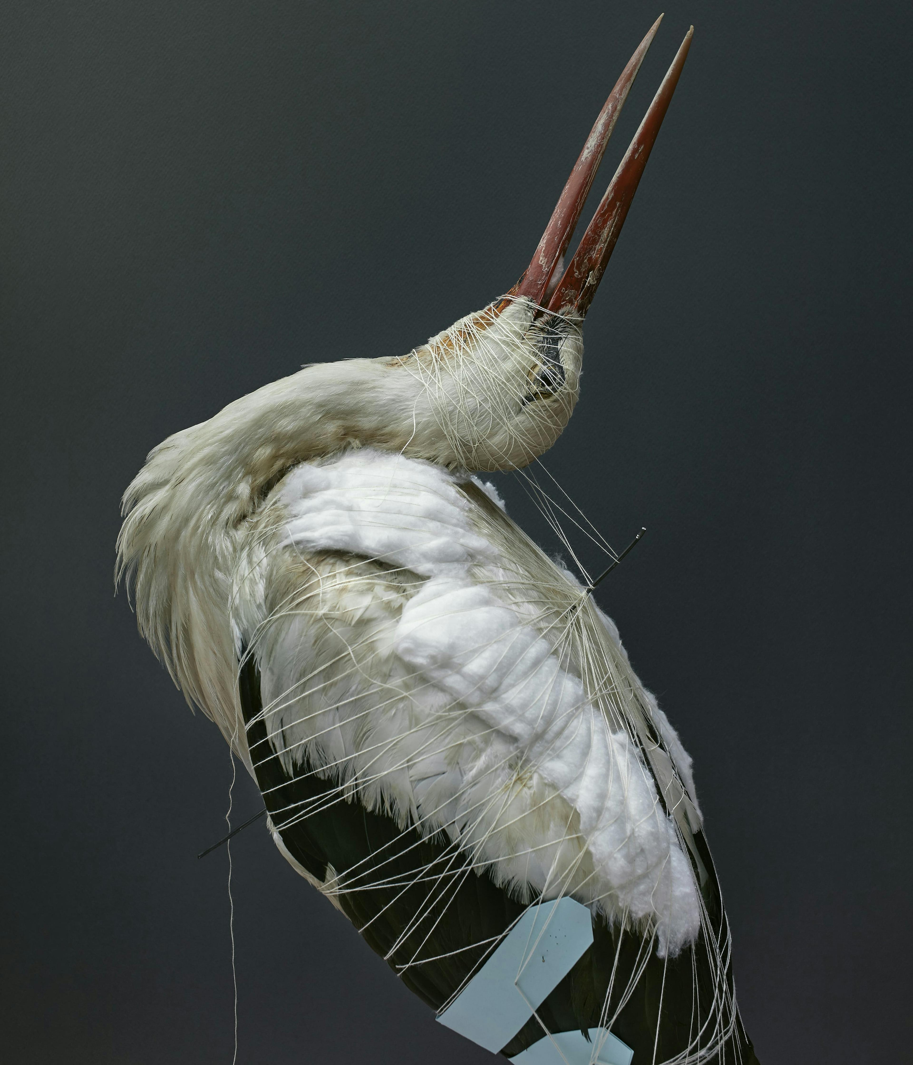 taxidermy stork 