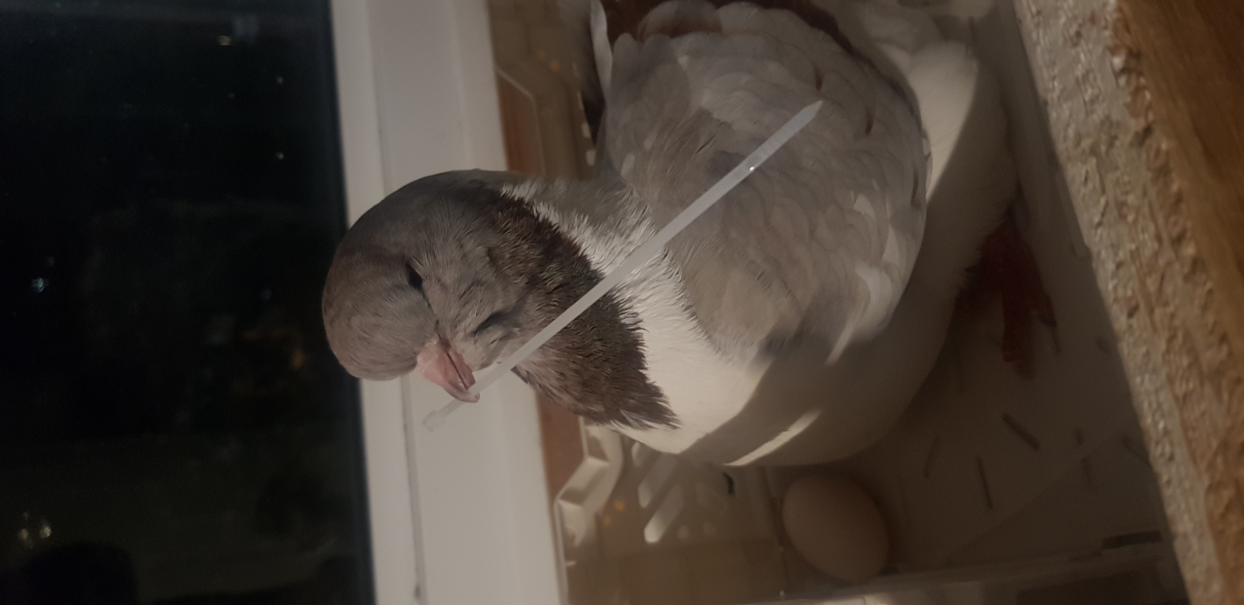 Masha right after waking up from a nap, with her eyes looking smaller than usual