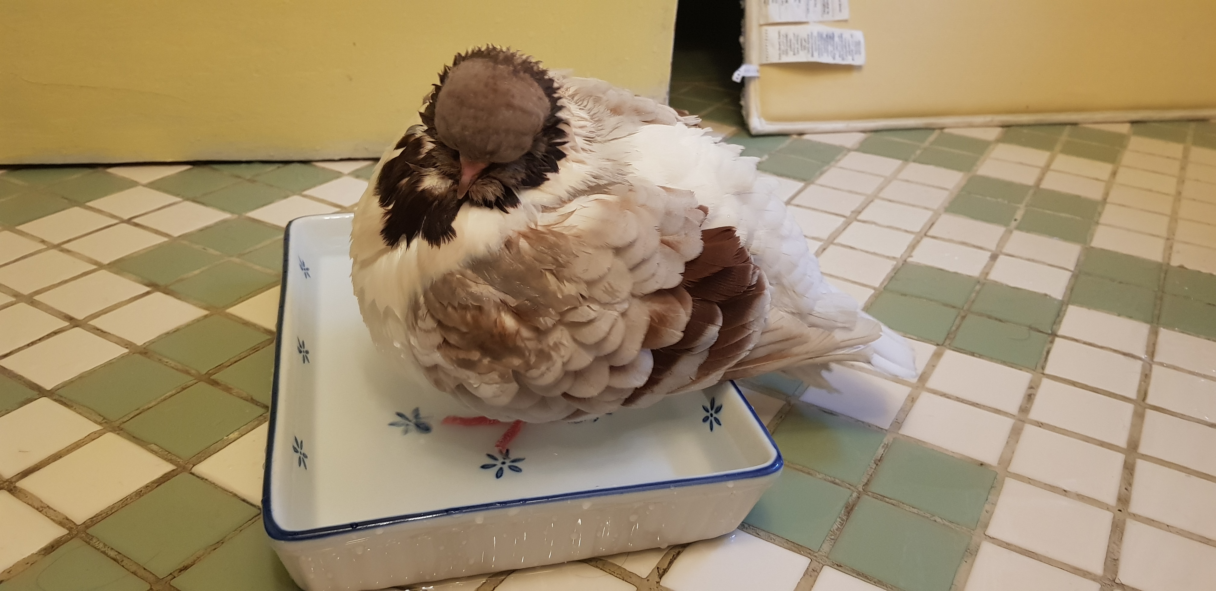 Wet Masha standing in her bath dish